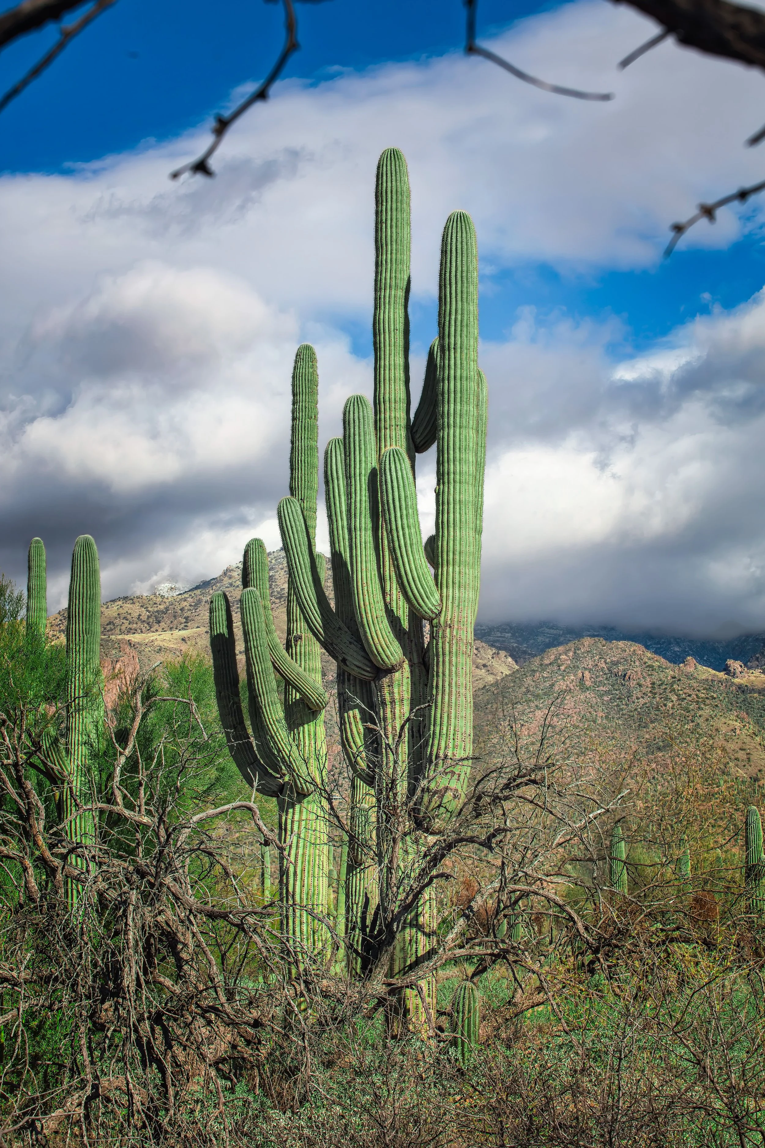 Giant Saguaro Cactus Sonoran Desert