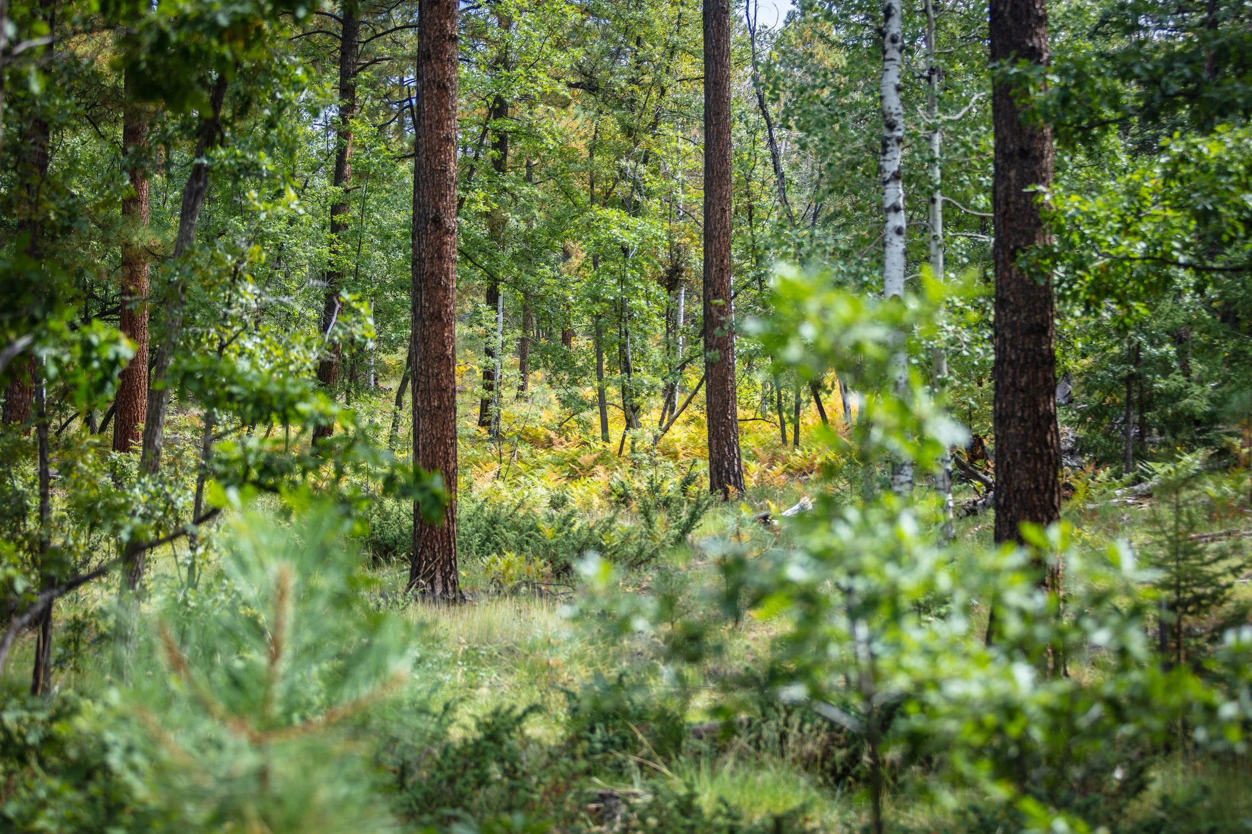Northern Arizona Ponderosa Pine Forest