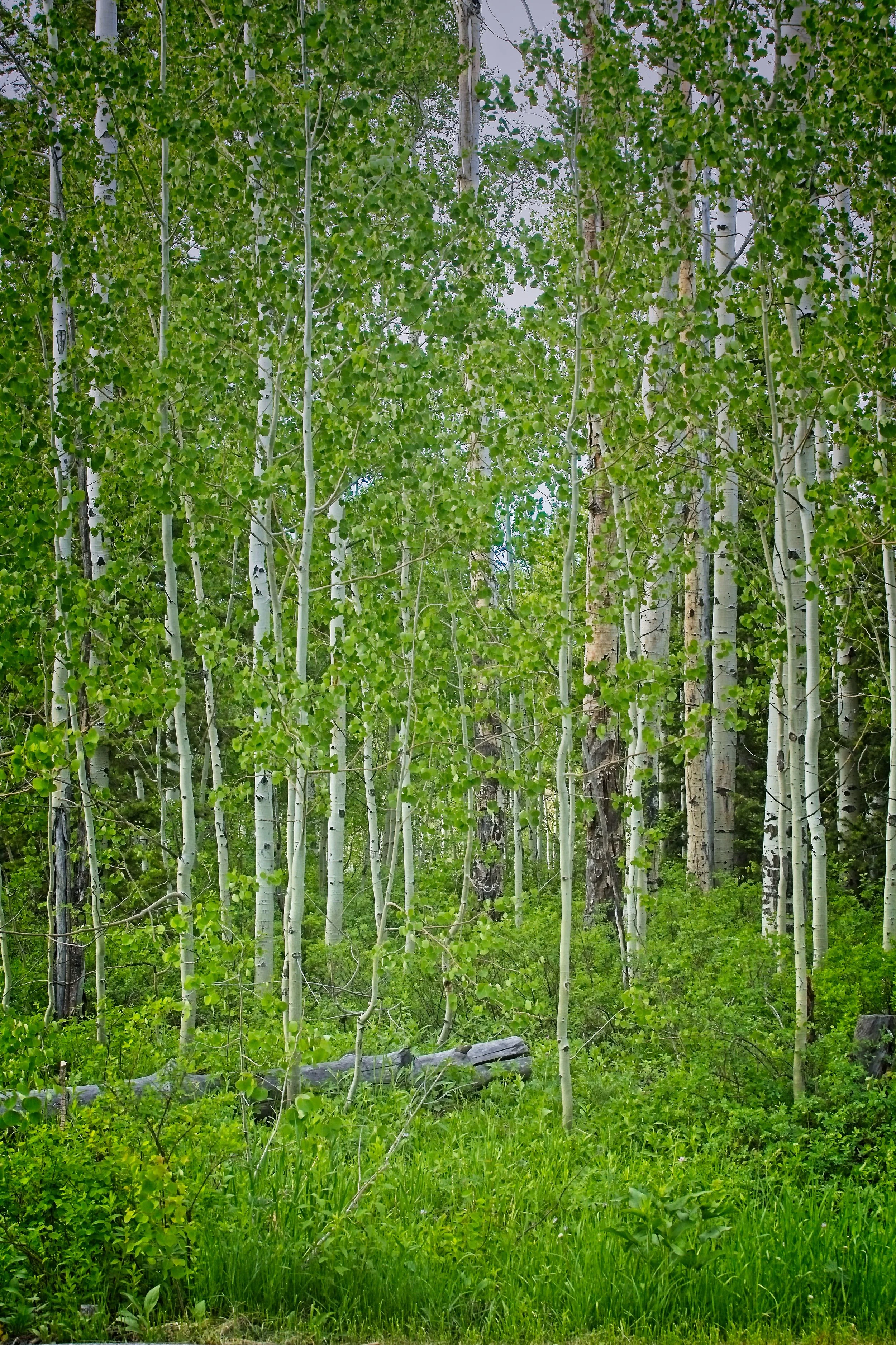 Aspen Grove in Colorado