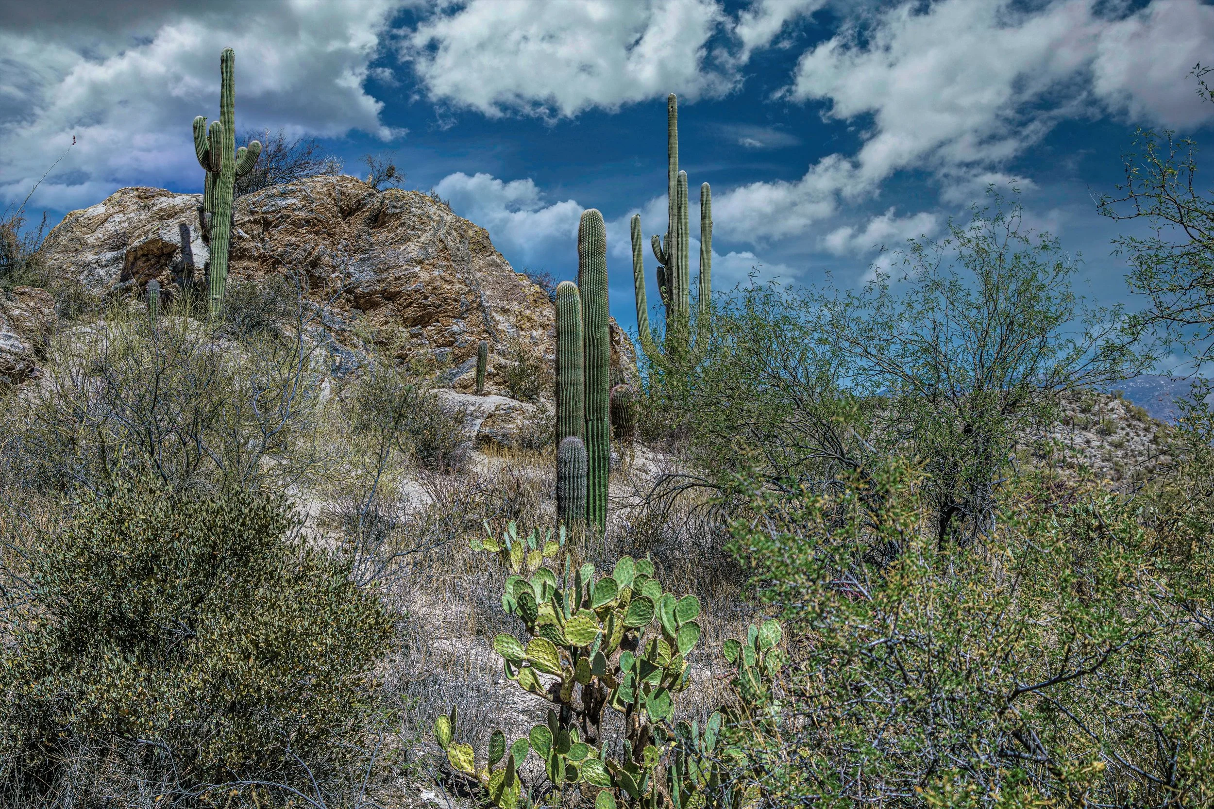 Giant Saguaro Cactus Sonoran Desert
