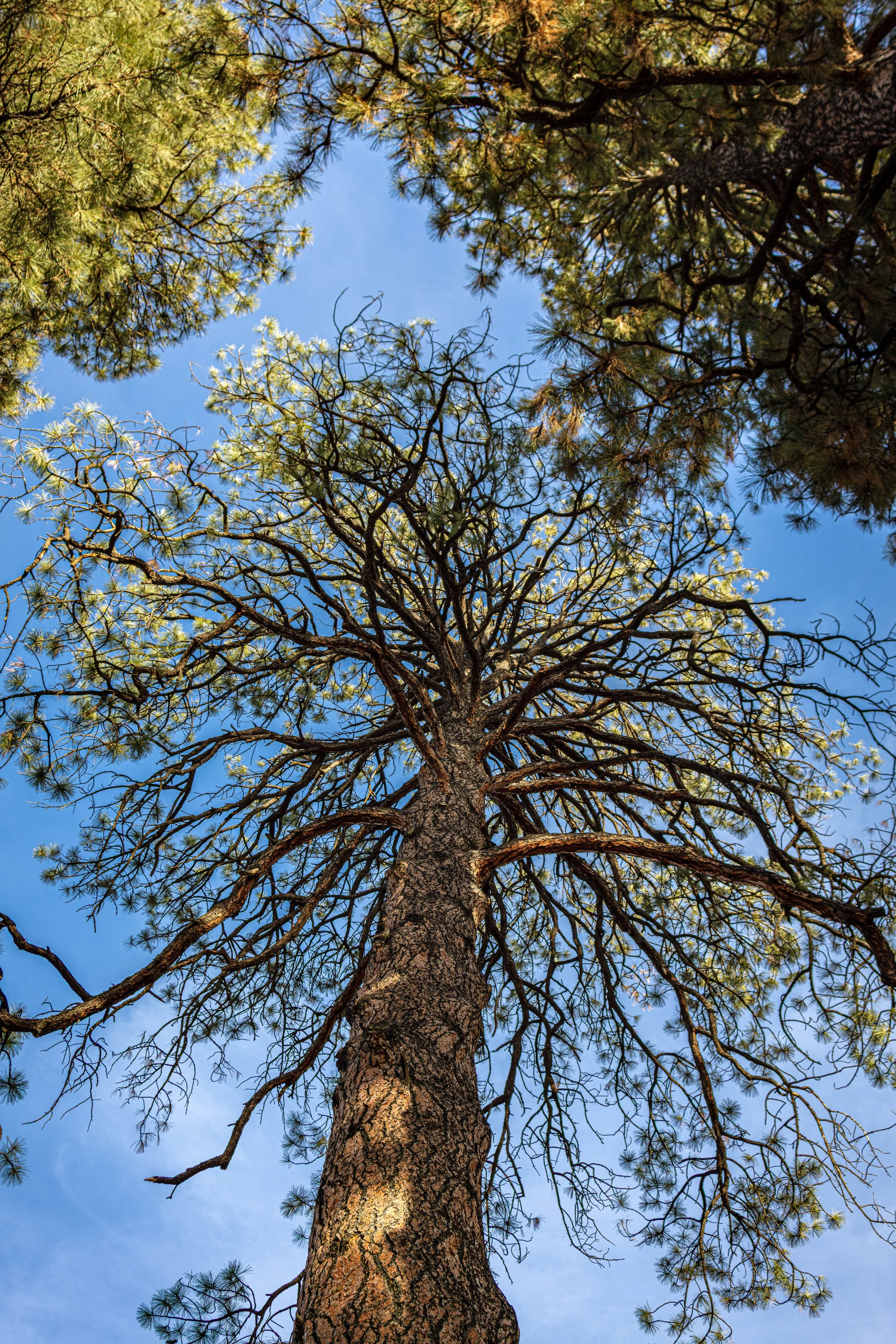 Ponderosa Pines @ Apache Creek New Mexico