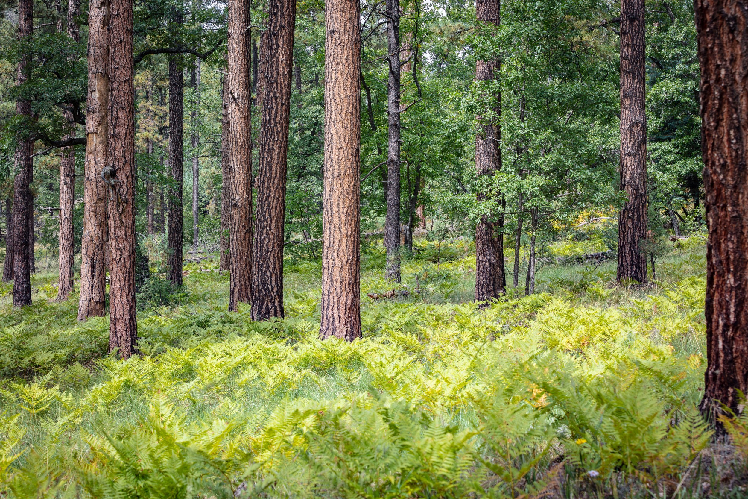 Northern Arizona Ponderosa Pine Forest