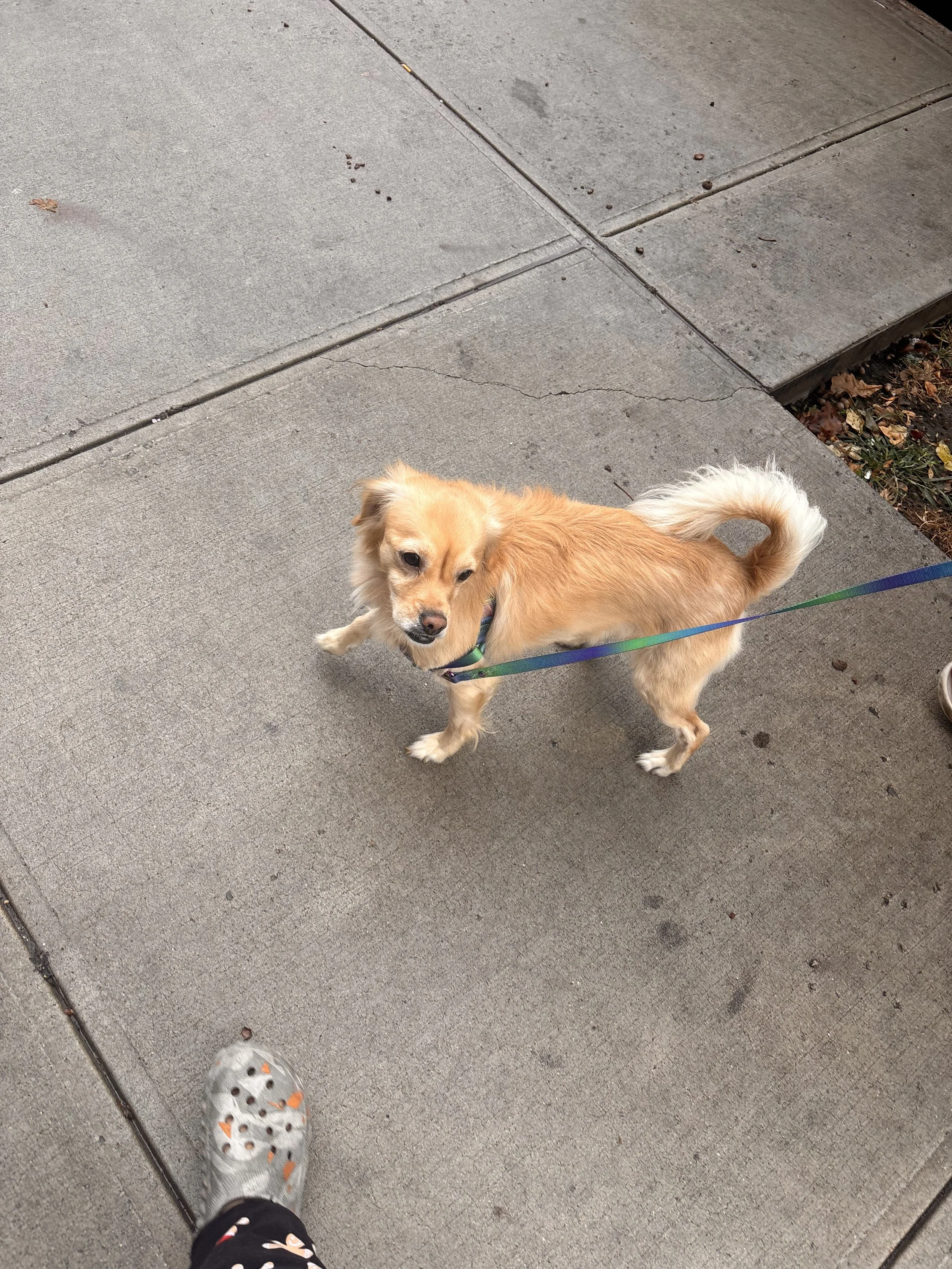 A small tan dog with a fluffy tail on a walk, standing on a concrete sidewalk, looking up at the camera.