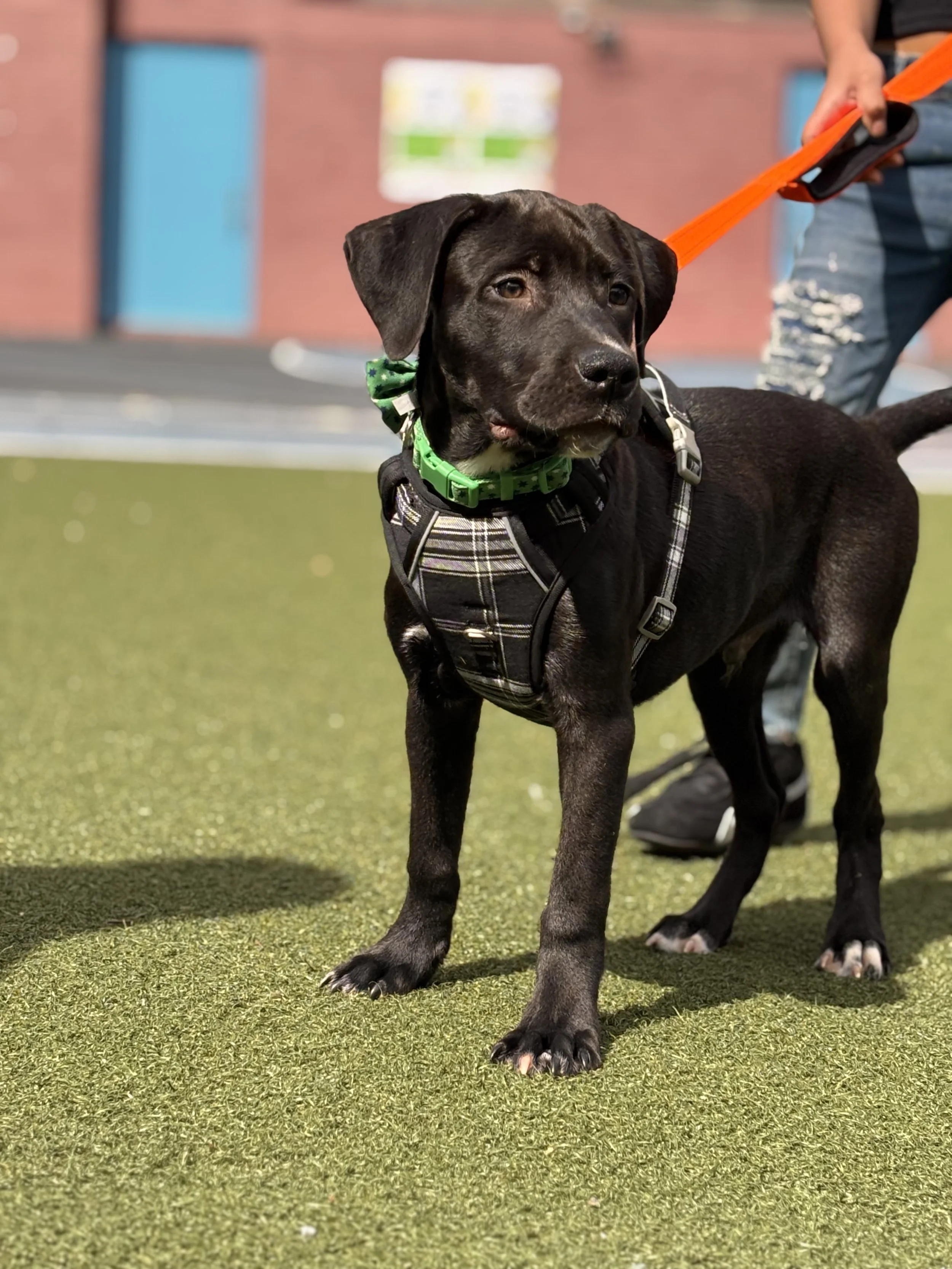 A black Labrador puppy wearing a harness and a green bandana on a leash standing on a green artificial grass surface, with a person behind holding the leash.