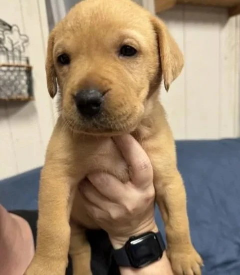 A person holding a cute, small yellow Labrador Retriever puppy named Blossom indoors, with a white wall and some shelves in the background.