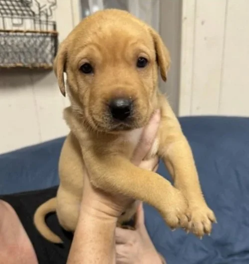 A small tan puppy with floppy ears being held up by a person's hand in a cozy indoor setting.