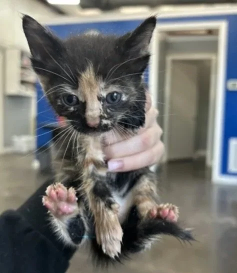 A small calico kitten with black, orange, and white fur being held up by a person indoors.