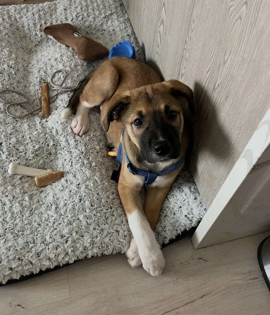 A brown puppy with black markings on its face lying on a white fluffy blanket, looking into the camera with a relaxed expression.