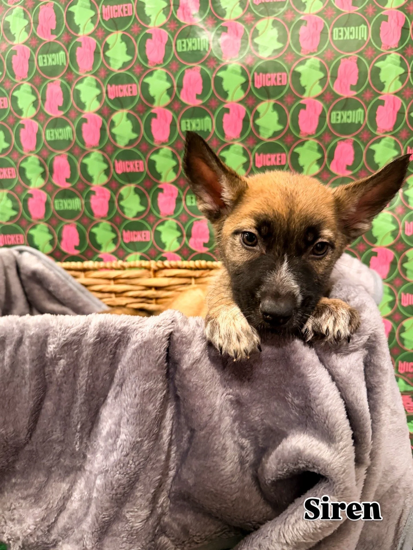 A cute puppy with large ears and brown, black, and white fur lying on a gray blanket. The background features a pink and green patterned paper with silhouettes of a girl's profile and the word 'MICKED' in red. The word 'Siren' is written in black at the bottom right corner.