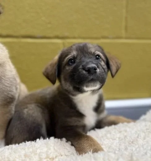 A cute puppy with a black and tan coat, lying on a fluffy white blanket against a yellow wall.