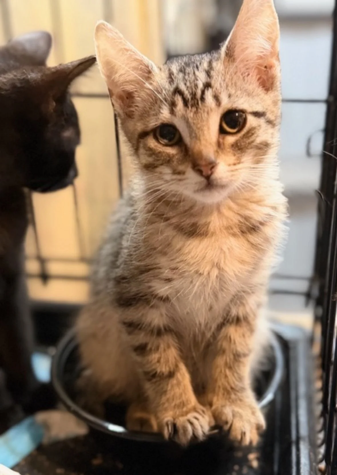 A curious tabby kitten sitting inside a pet cage, with a black cat on the left looking at it.