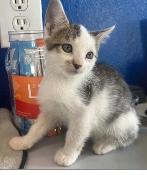 A small white and gray tabby kitten with blue eyes sitting on a desk, next to a glass jar and a power outlet on a blue wall.
