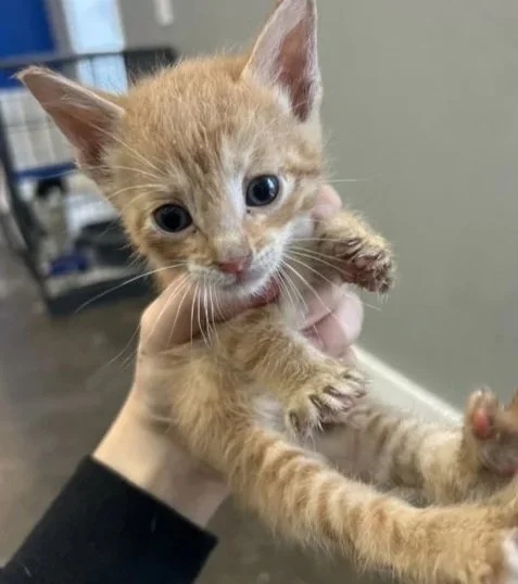 A person holding a small orange tabby kitten with big eyes and pink paws inside a room.