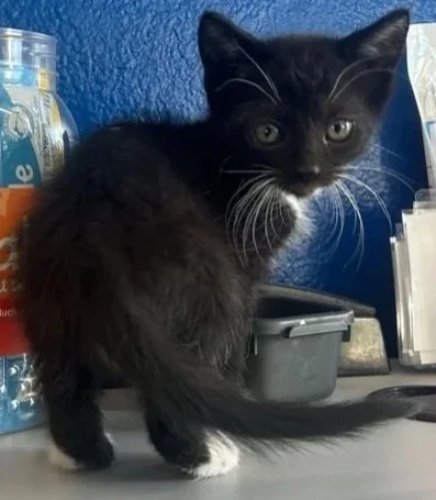 A black kitten with white paws and a white patch on its chest sitting on a desk next to a jar of snacks, a small gray container, and various office supplies, with a blue wall in the background.