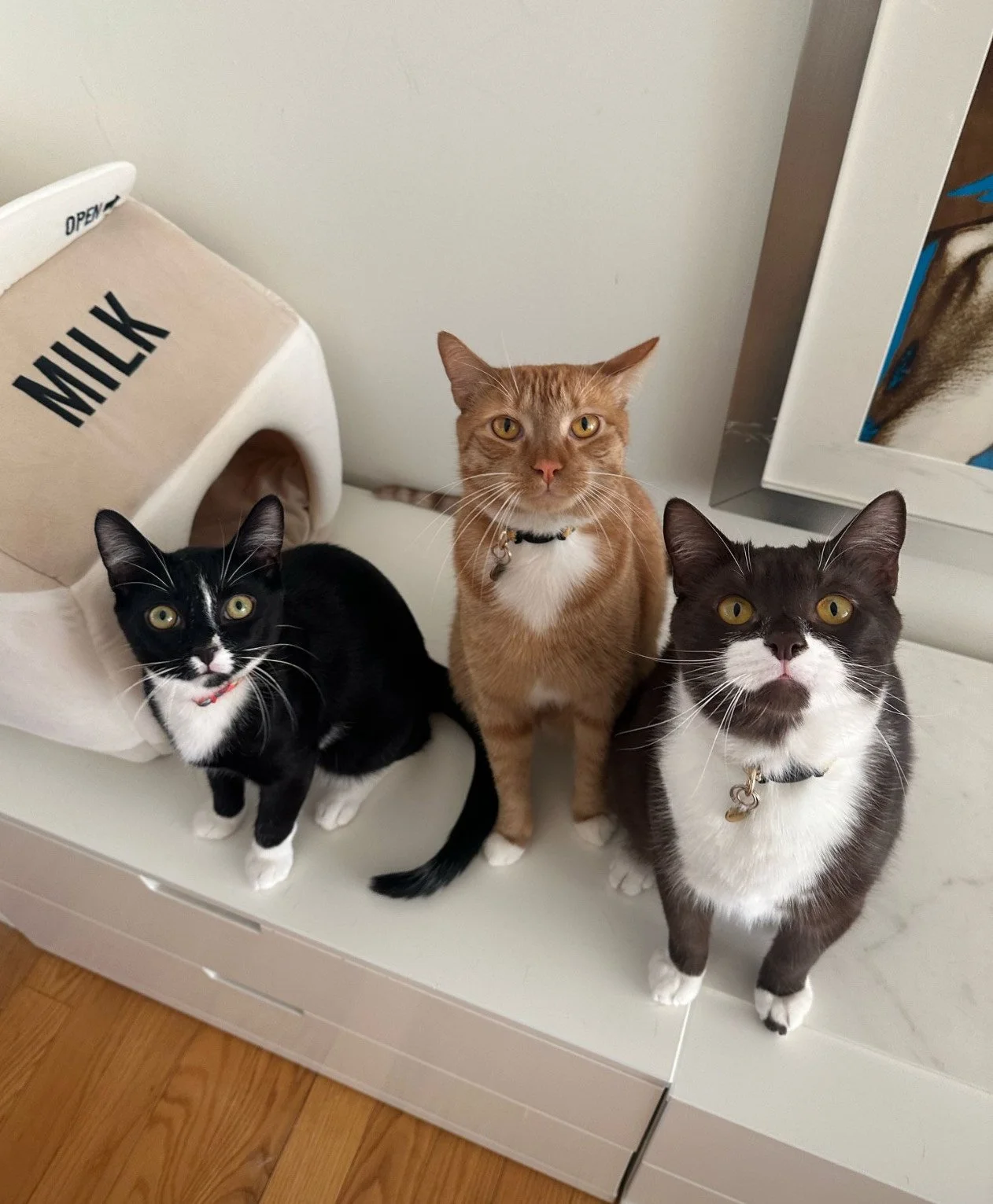 Three cats sitting on a white surface next to a beige milk carton-shaped object. One is black and white, one is orange, and one is black and white with a mustache-like marking.