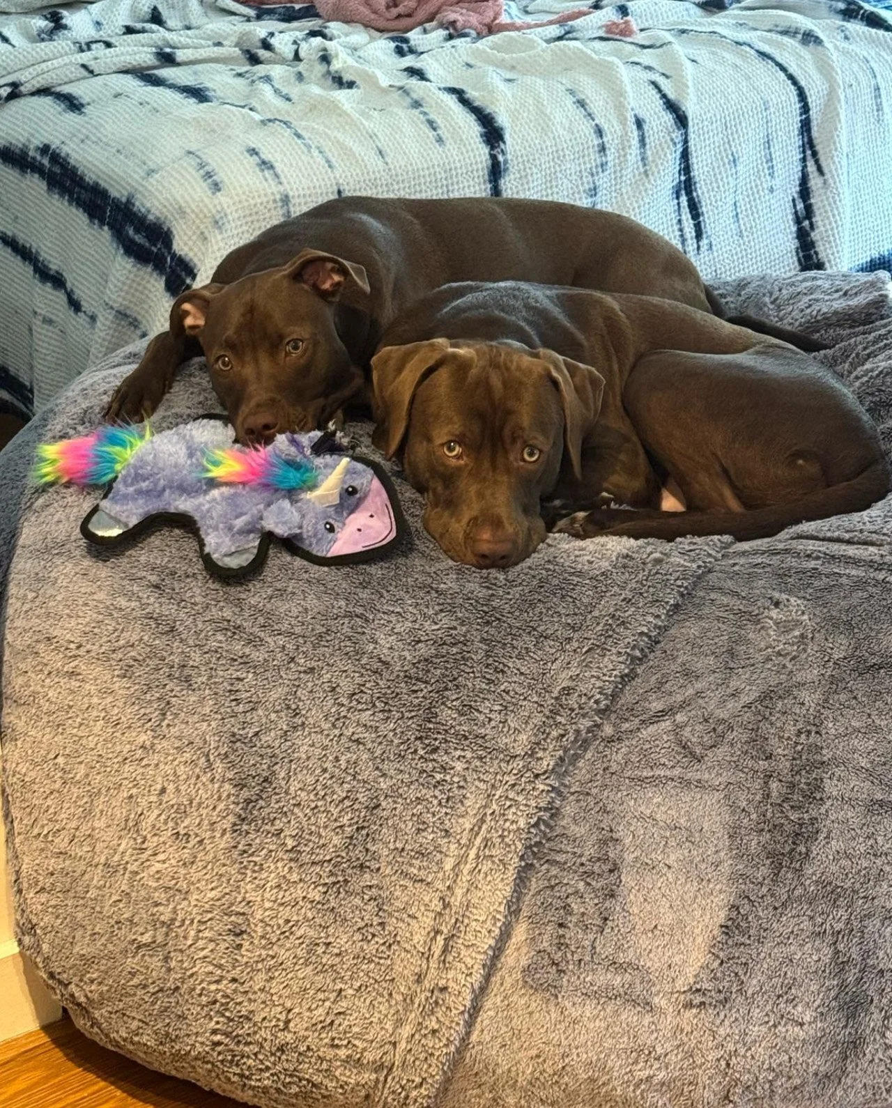 Two brown dogs lying on a gray blanket on a bed with a unicorn stuffed toy nearby.