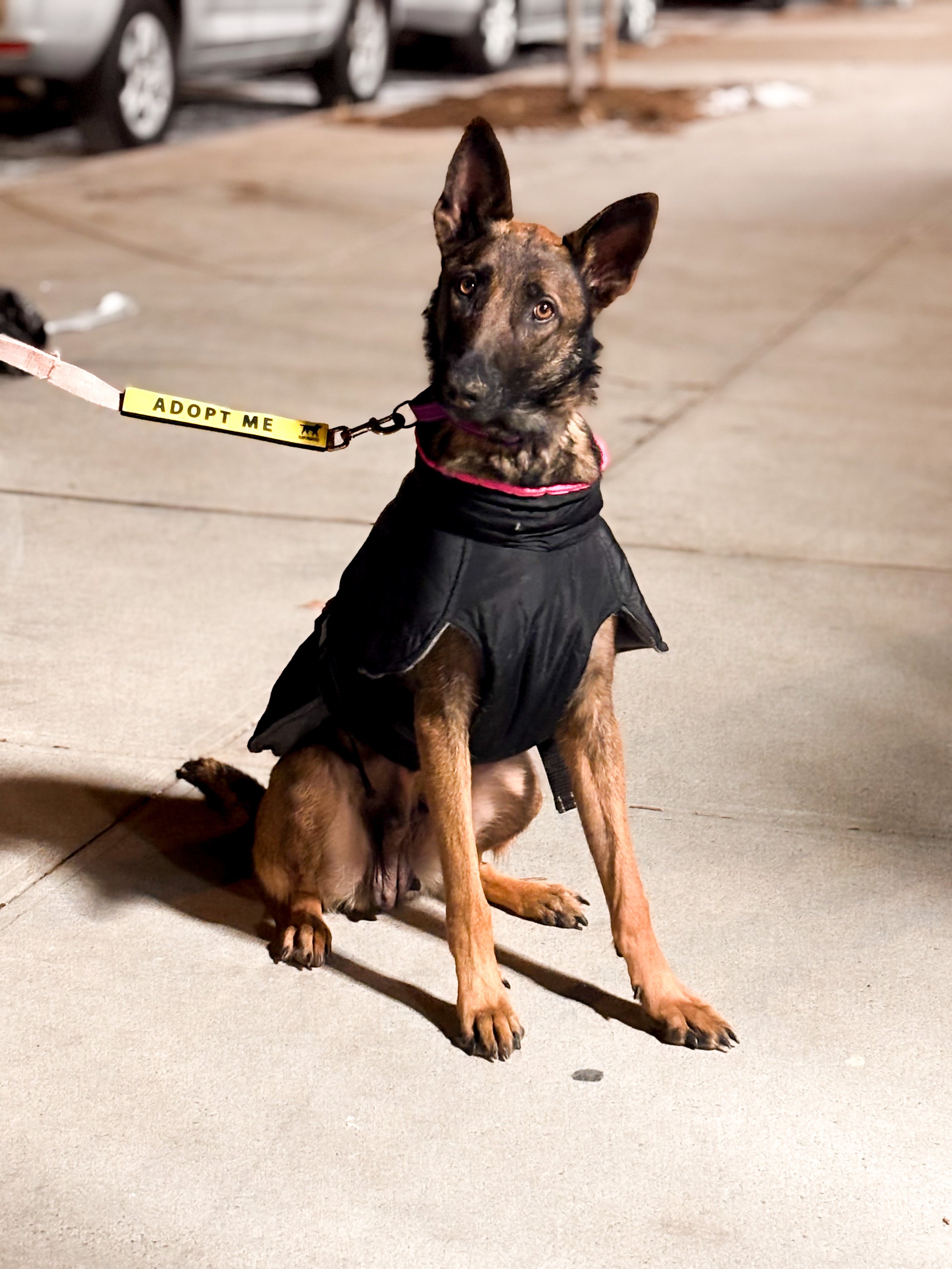Young dog with a brindle coat, wearing a black jacket, sitting on a sidewalk at night with cars in the background. The dog has a leash with an 'Adopt Me' tag.