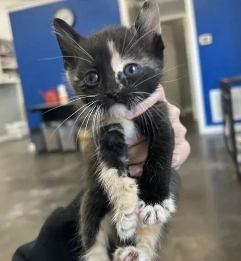 A small black and white kitten with blue eyes being held by a person's hand in an indoor shelter or veterinary clinic setting.