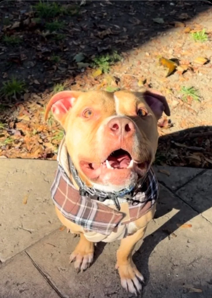 A happy brown and white dog sitting on a tiled floor, looking up with its tongue out. It is leashed and is next to a person's leg in gray pants and sneakers, with a wheelchair in the background.