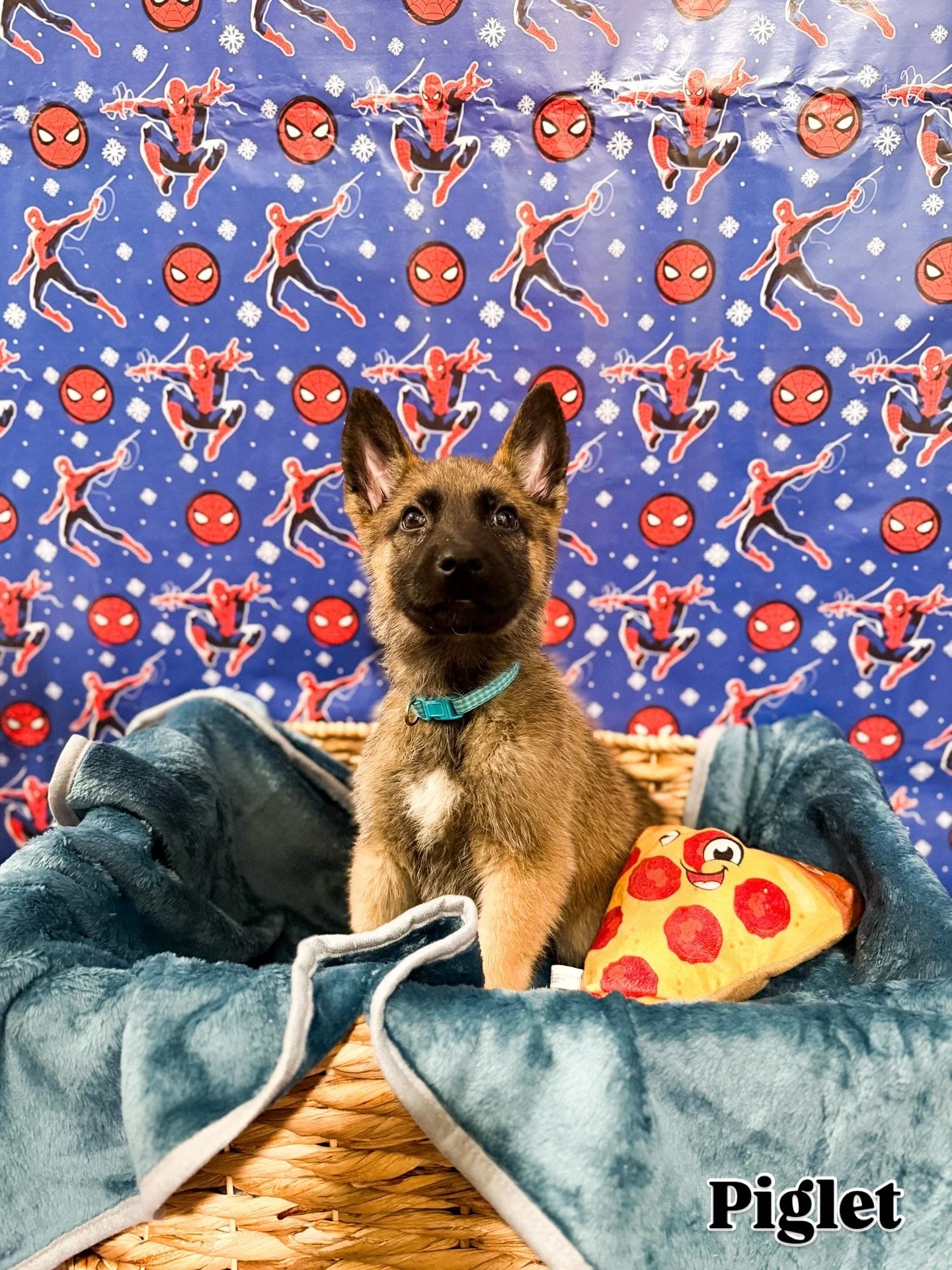 A young puppy sitting in a wicker basket lined with a plush blue blanket, with a pizza-shaped toy beside it, in front of a Spiderman-themed backdrop.