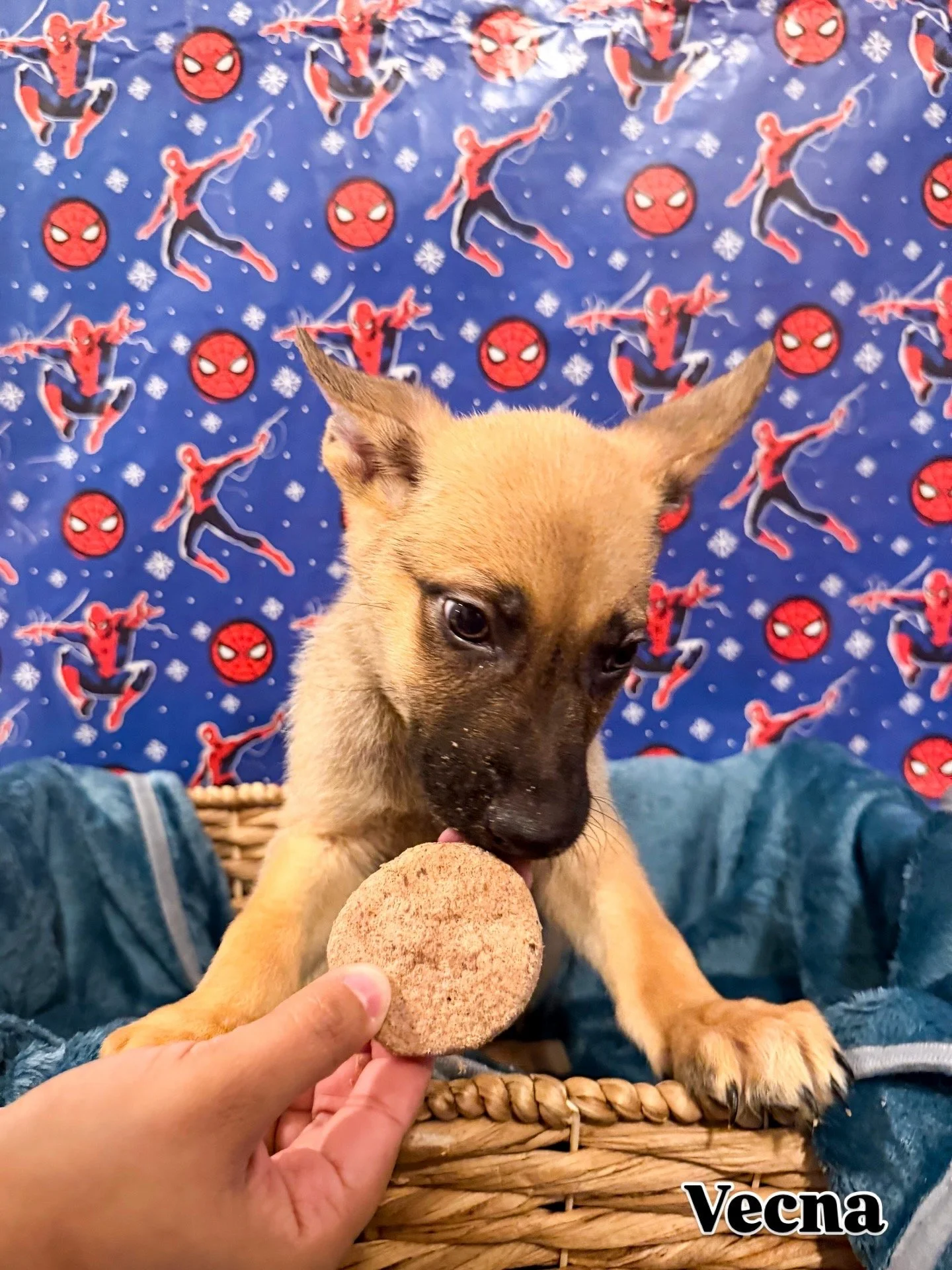 A small puppy licking a cookie on a person's hand, sitting in a wicker basket with a blue Spider-Man themed blanket in the background.
