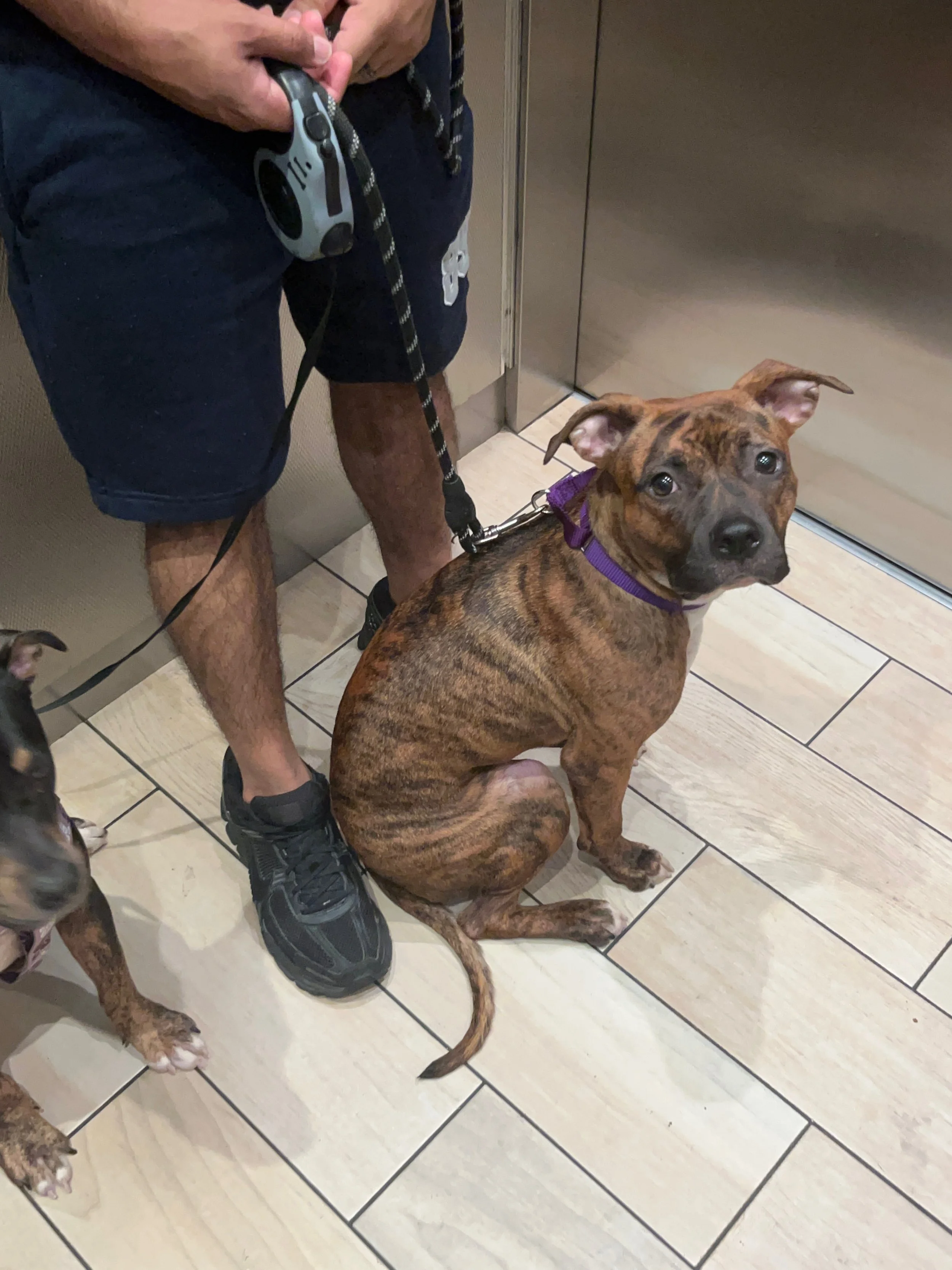 A brown brindle dog with a purple collar sitting in an elevator, looking at the camera, with a person holding its leash standing nearby.