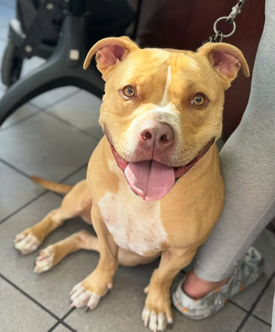 A happy brown and white dog sitting on a tiled floor, looking up with its tongue out. It is leashed and is next to a person's leg in gray pants and sneakers, with a wheelchair in the background.