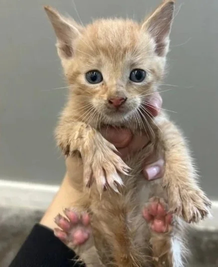 A person holding a small, wet kitten with blue eyes and light orange fur, against a gray wall background.
