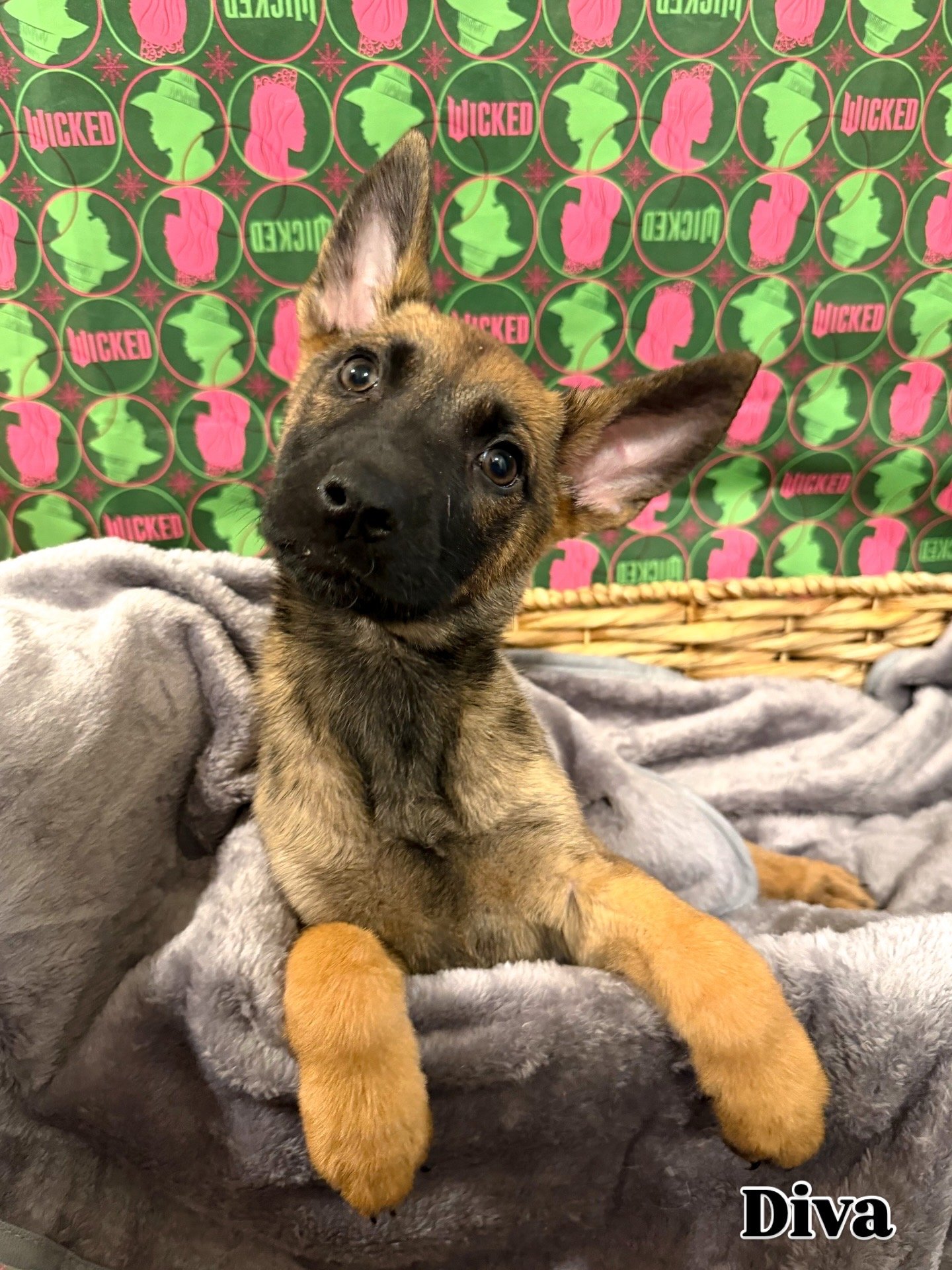 A cute puppy with large ears and a curious expression, lying on a soft gray blanket. The background features festive holiday wrapping paper with pink and green silhouettes of Santa's head and the word "WICKED." The name "Diva" is written in the bottom right corner.