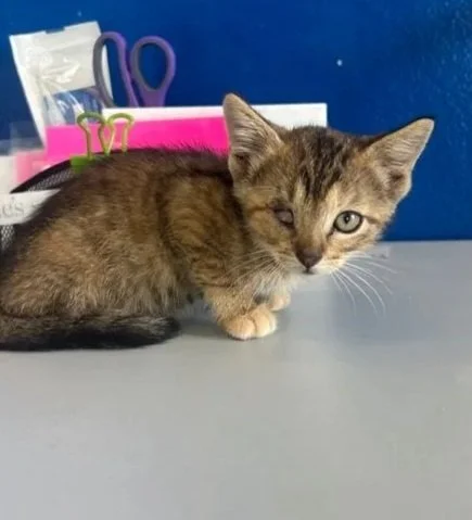 A small tabby kitten with brown and black striped fur sitting on a gray surface against a blue wall, with office supplies like scissors and paper in the background.