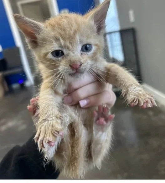 A person holding a small, orange kitten named Billie with blue eyes and pink paws indoors.