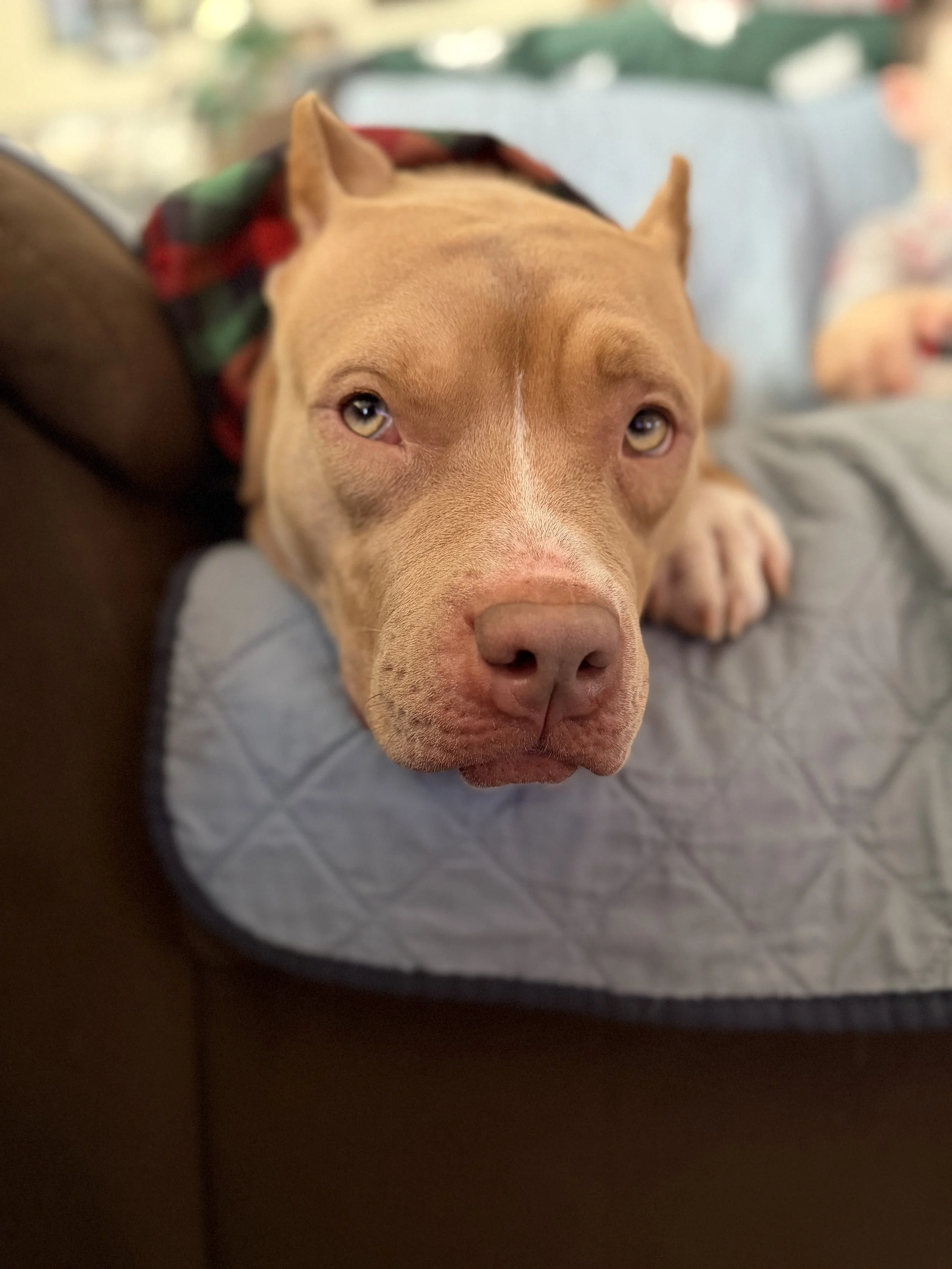Close-up of a brown dog with a pink nose resting its head on a quilted gray pillow.