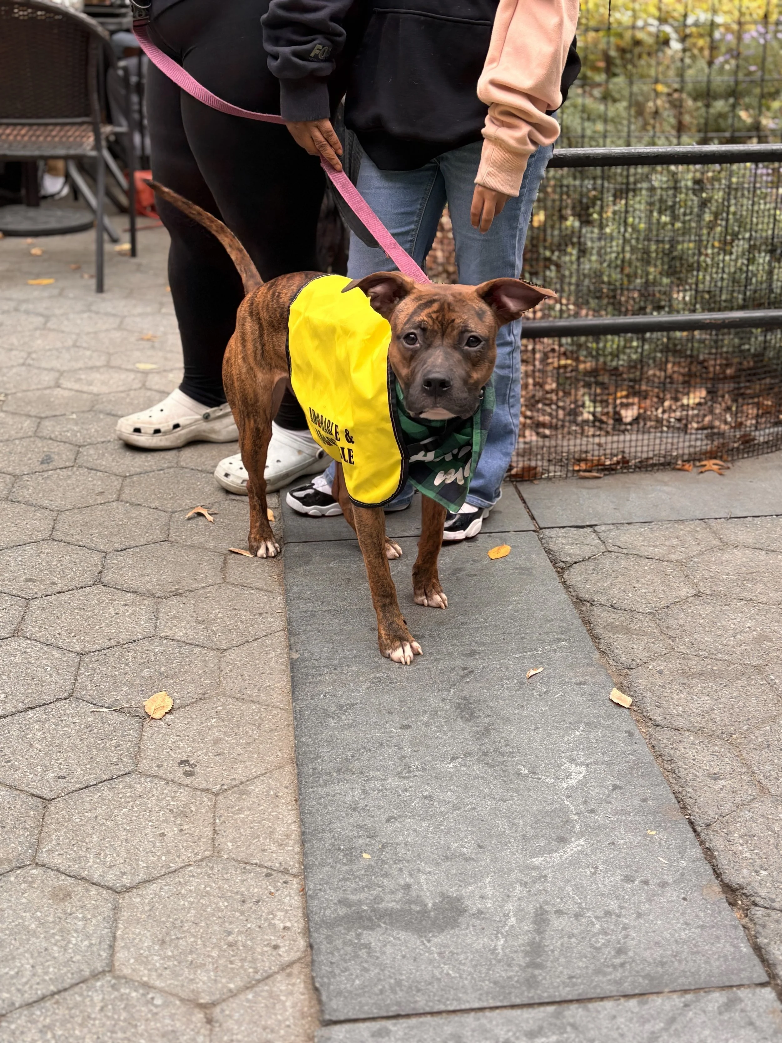 A brown brindle dog with a purple collar sitting in an elevator, looking at the camera, with a person holding its leash standing nearby.