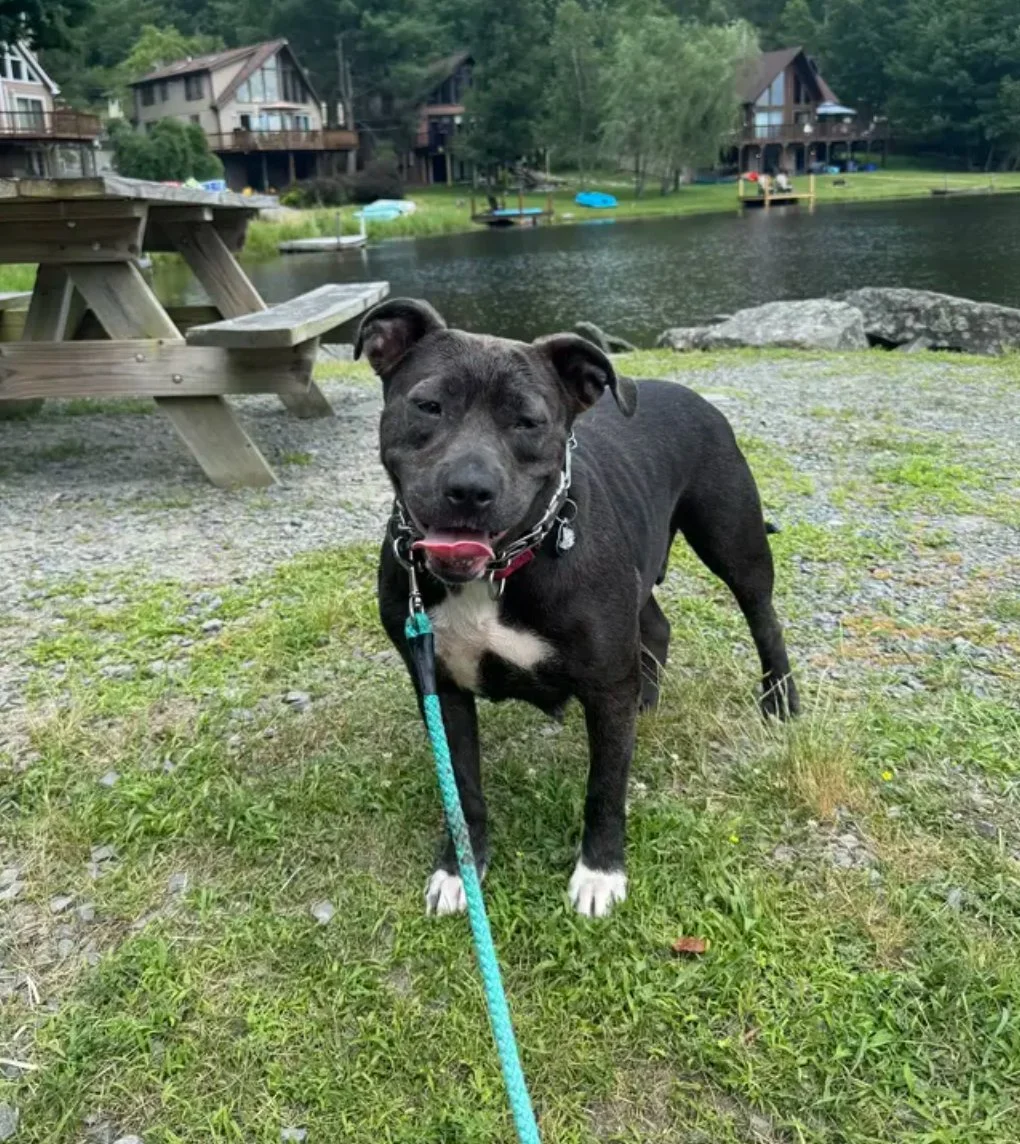 A black dog with white paws and chest standing on grass near a lake, with houses and trees in the background.