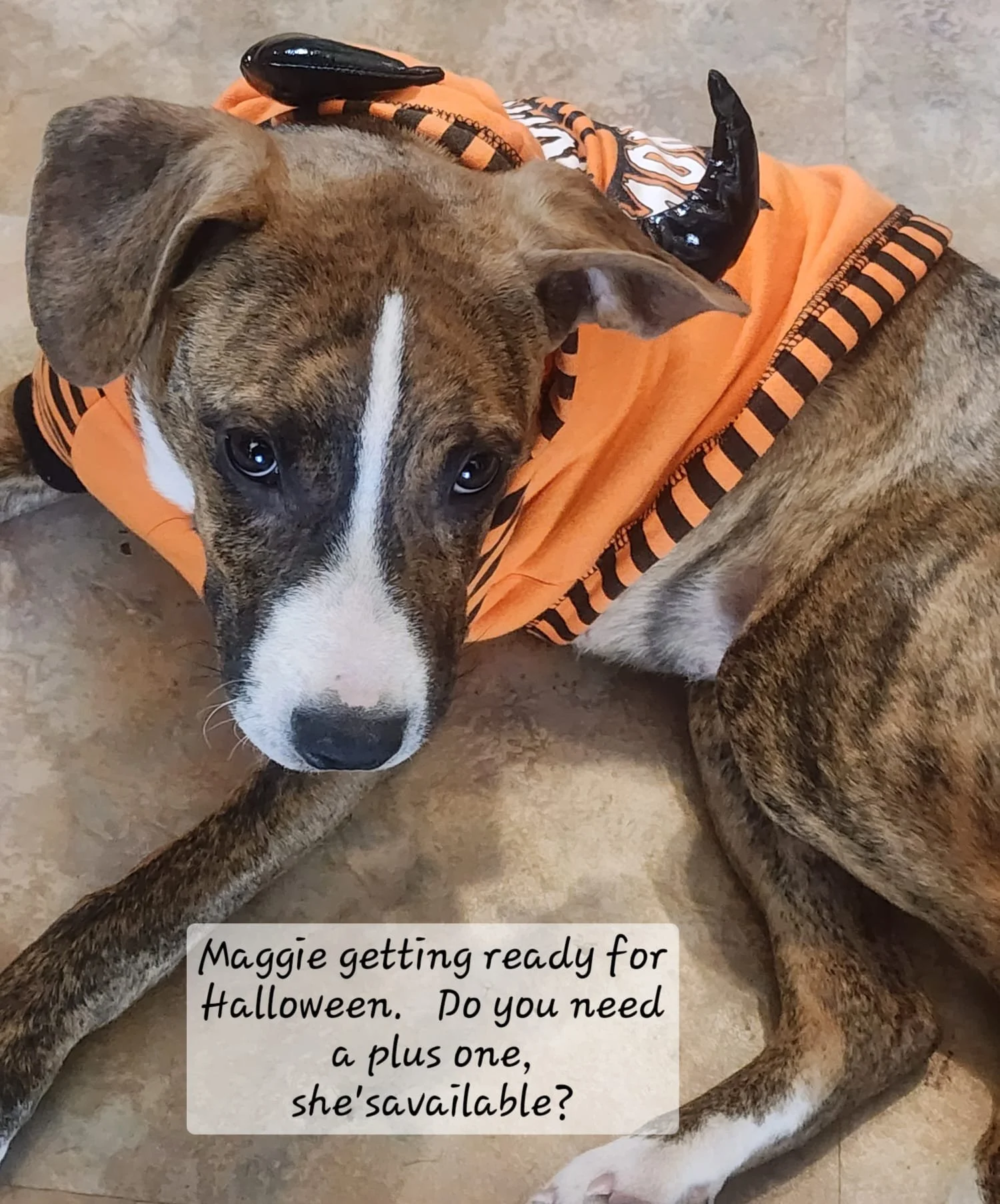 A dog with a brown and black brindle coat, lying on a tiled floor, dressed in a Halloween costume with orange and black stripes, and black horns, looking up at the camera.