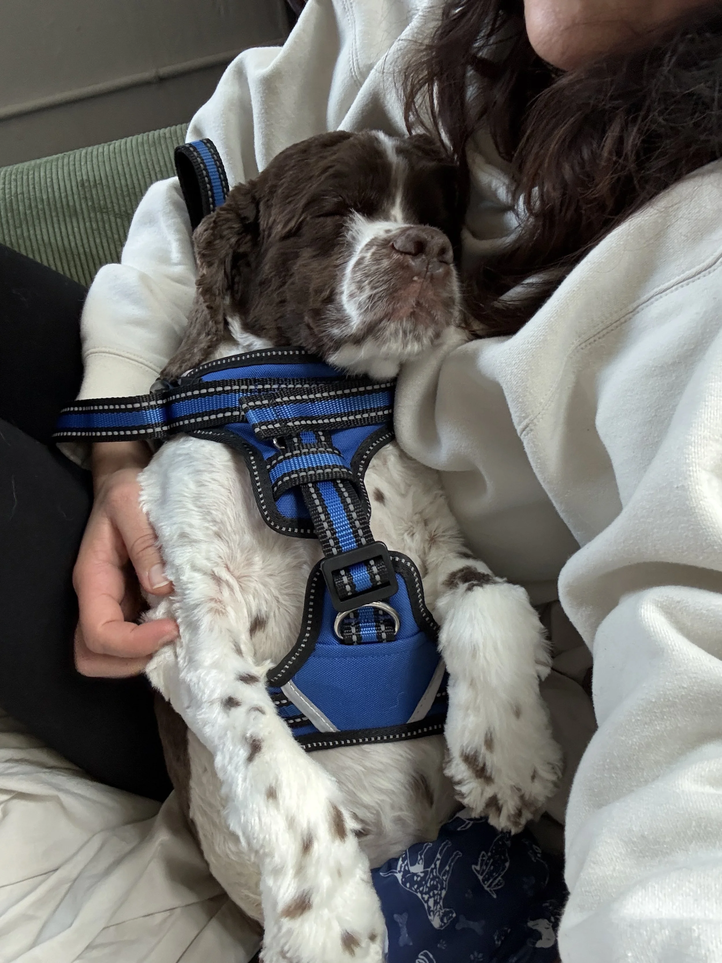 Close-up of a brown and white puppy, possibly a Springer Spaniel, lying on a black mat with a yellow tennis ball near its paw, indoors with white safety gate in background.