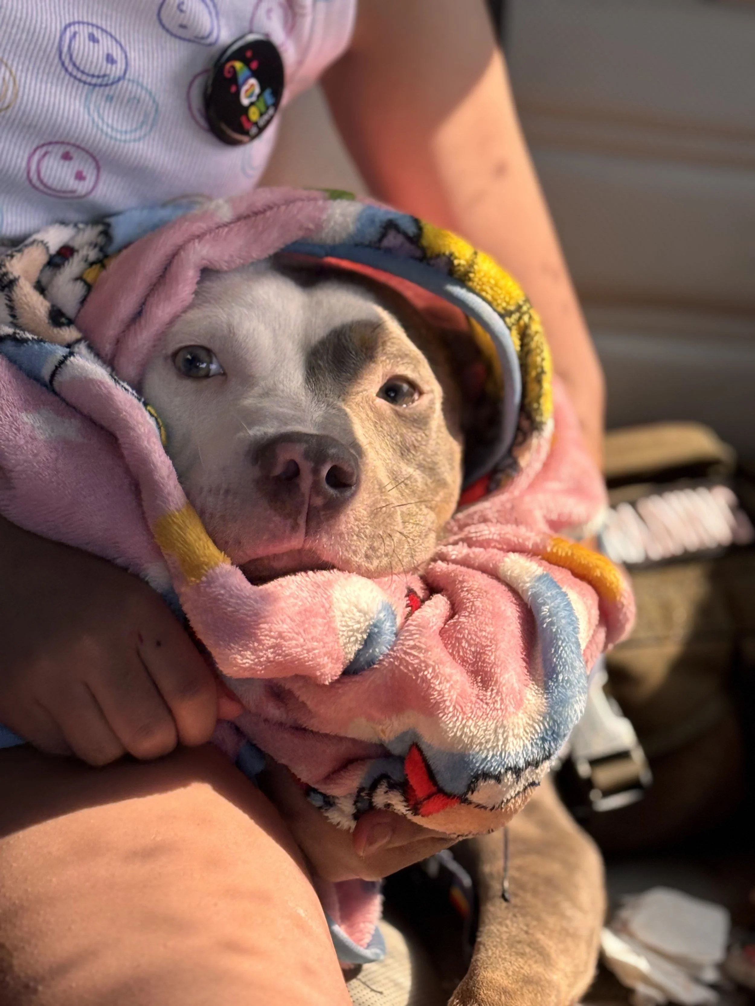 A puppy wrapped in a pink, patterned fleece blanket, resting comfortably in someone's arms.