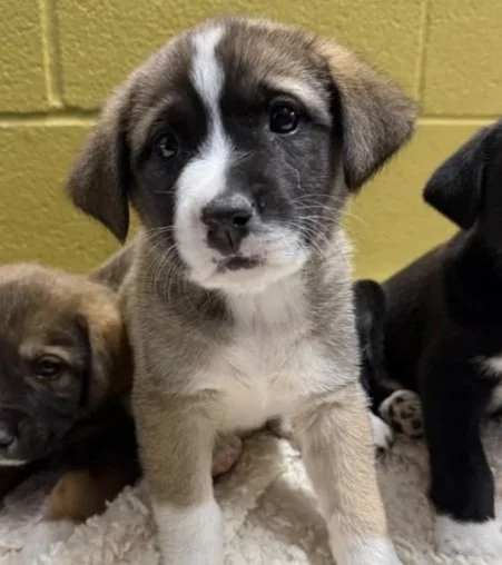 Three puppies sitting on a fluffy blanket in front of a yellow wall, with black, white, and brown fur.