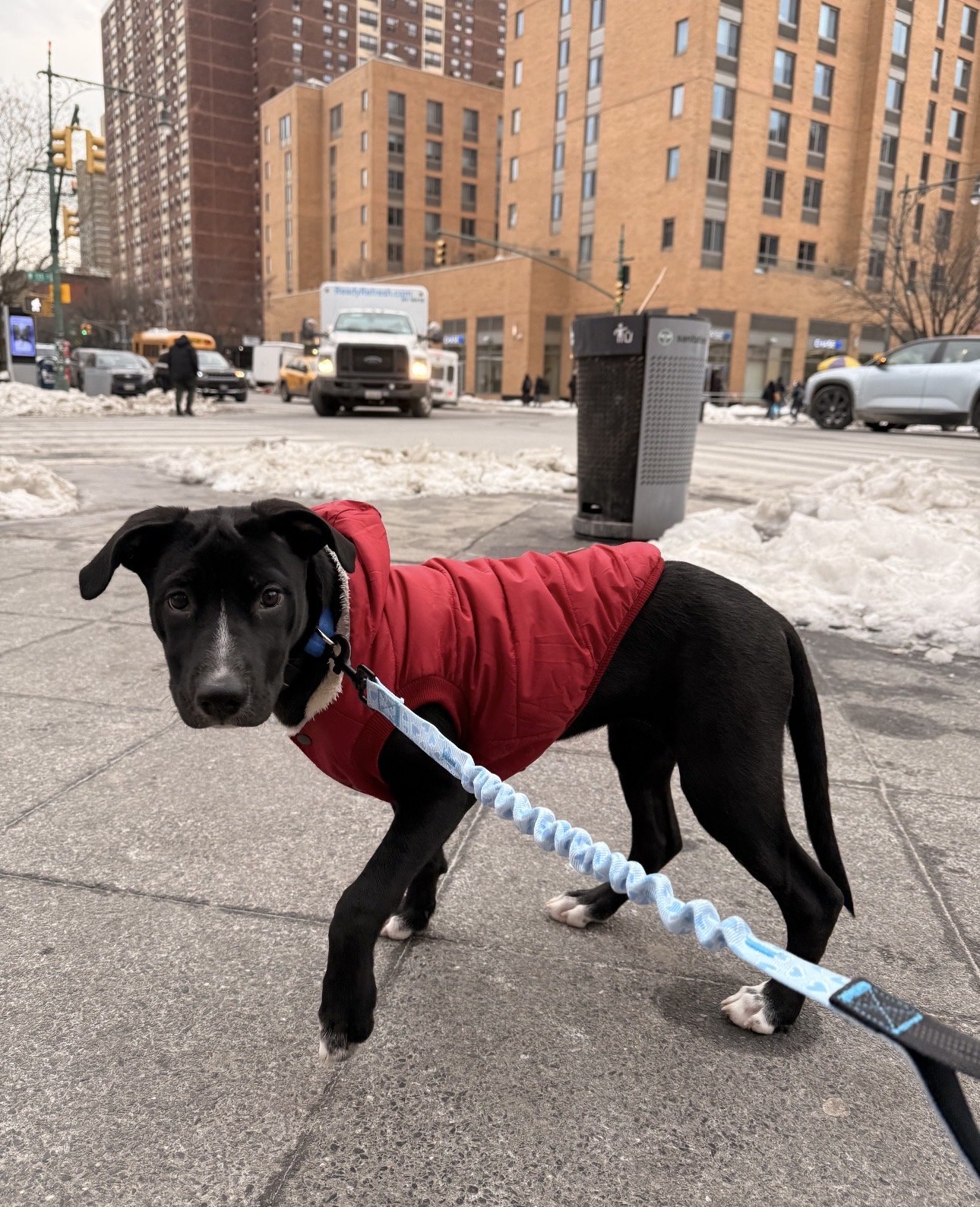 A black puppy with white paws and a small white patch on its chest standing behind a wire fence, looking directly at the camera.