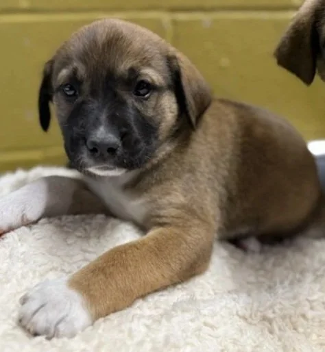 A brown puppy with black markings on its face lying on a white fluffy blanket, looking into the camera with a relaxed expression.