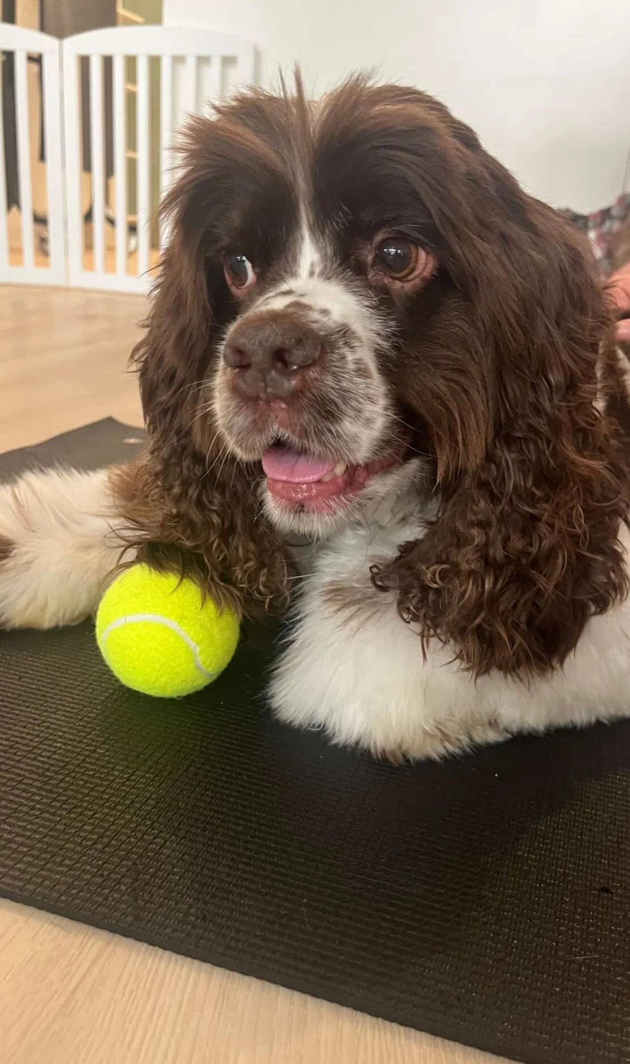 Close-up of a brown and white puppy, possibly a Springer Spaniel, lying on a black mat with a yellow tennis ball near its paw, indoors with white safety gate in background.