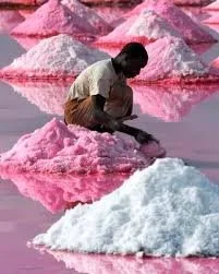 Lac Rose Salt Scrub