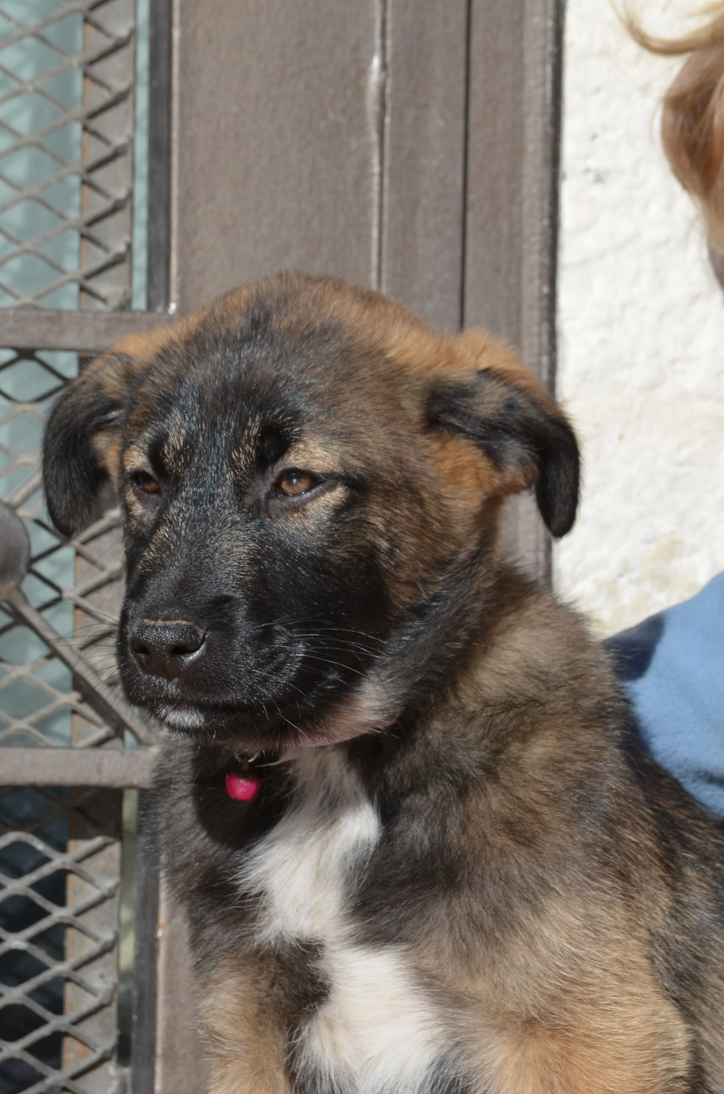 AdoptionPuppiesAmman 10.jpeg