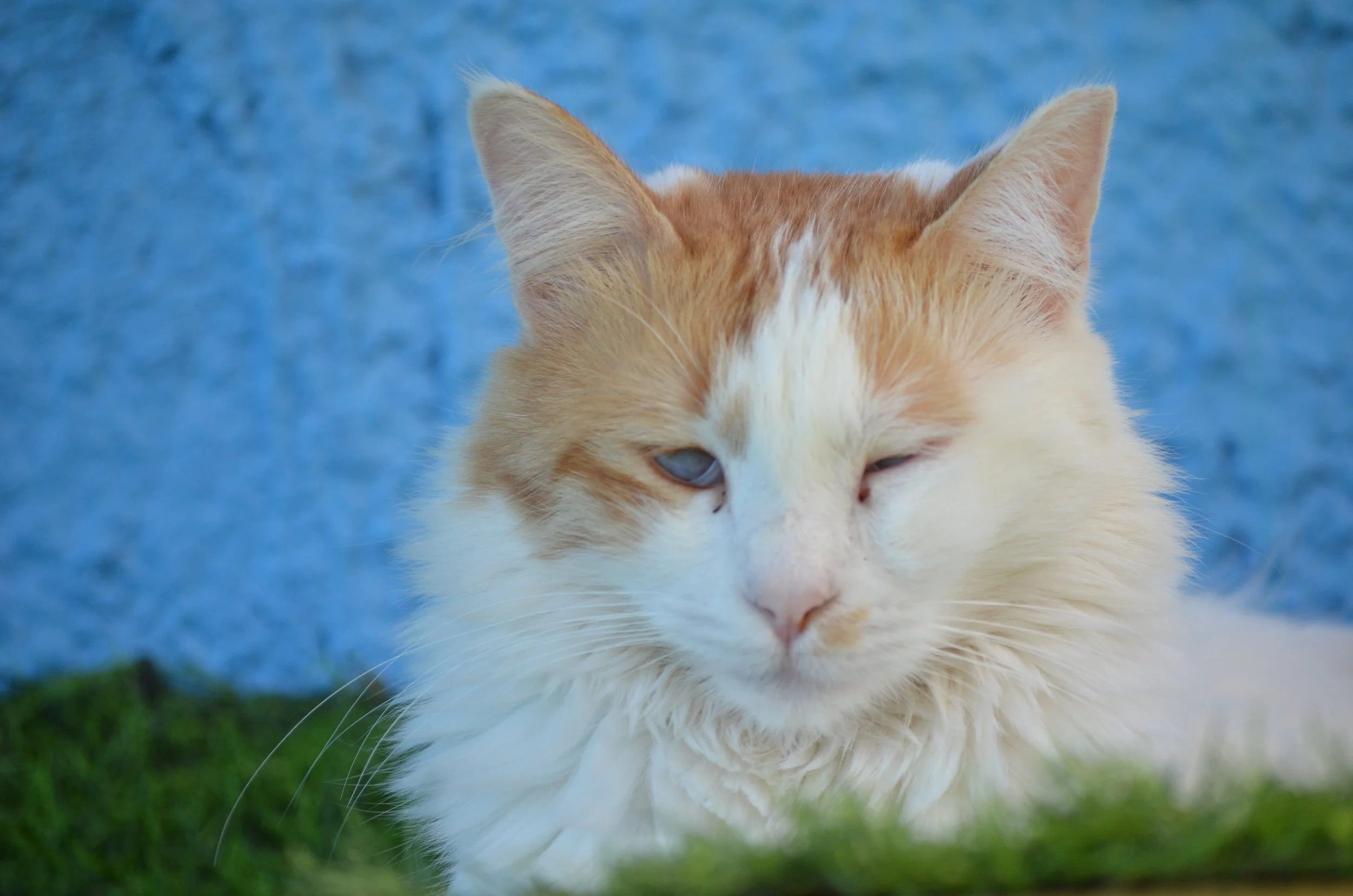 PetSafeLodgeAmmanAdoption 25.jpeg