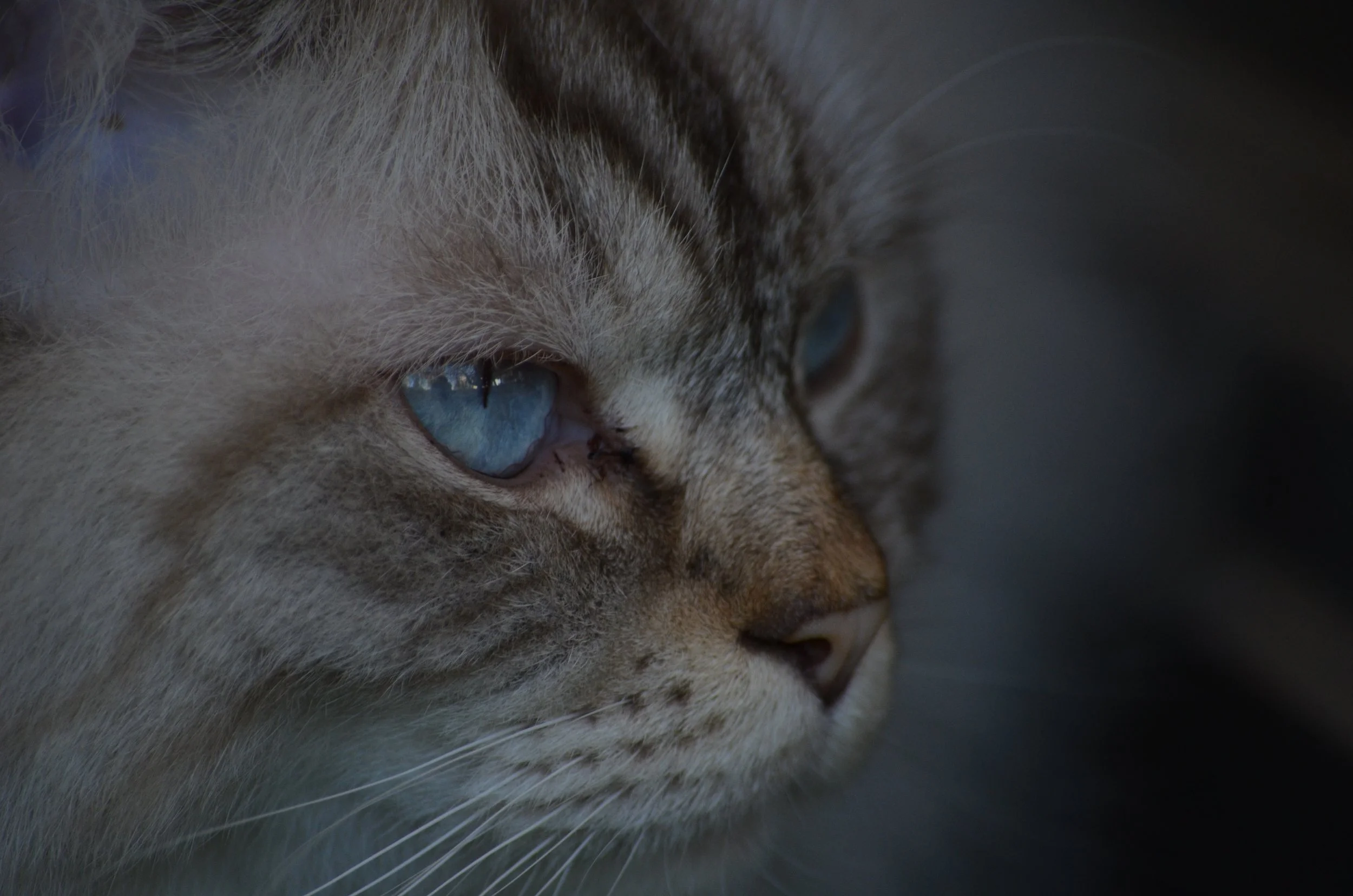 Lion in Training 2.jpeg