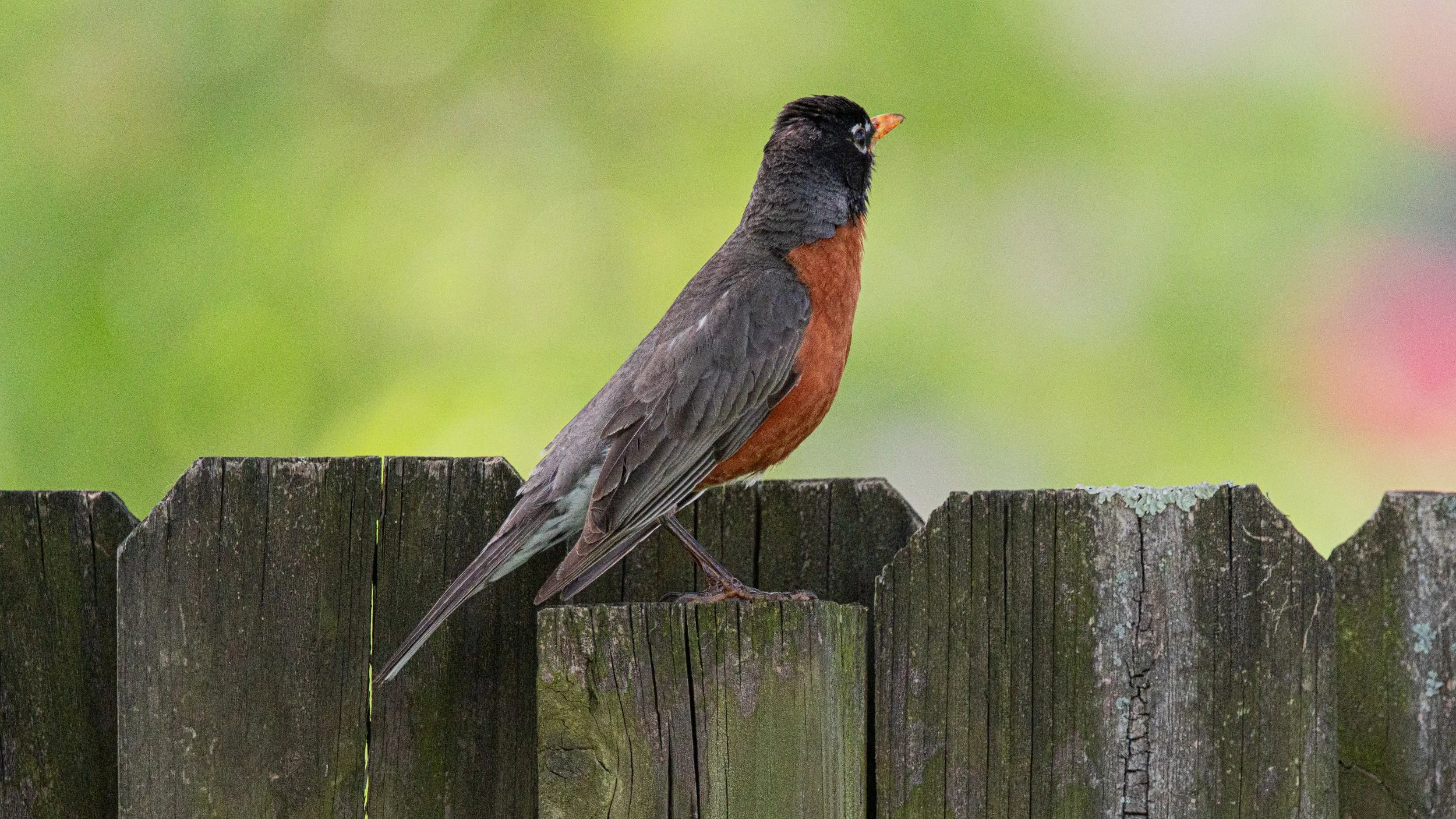 straight fence..jpg