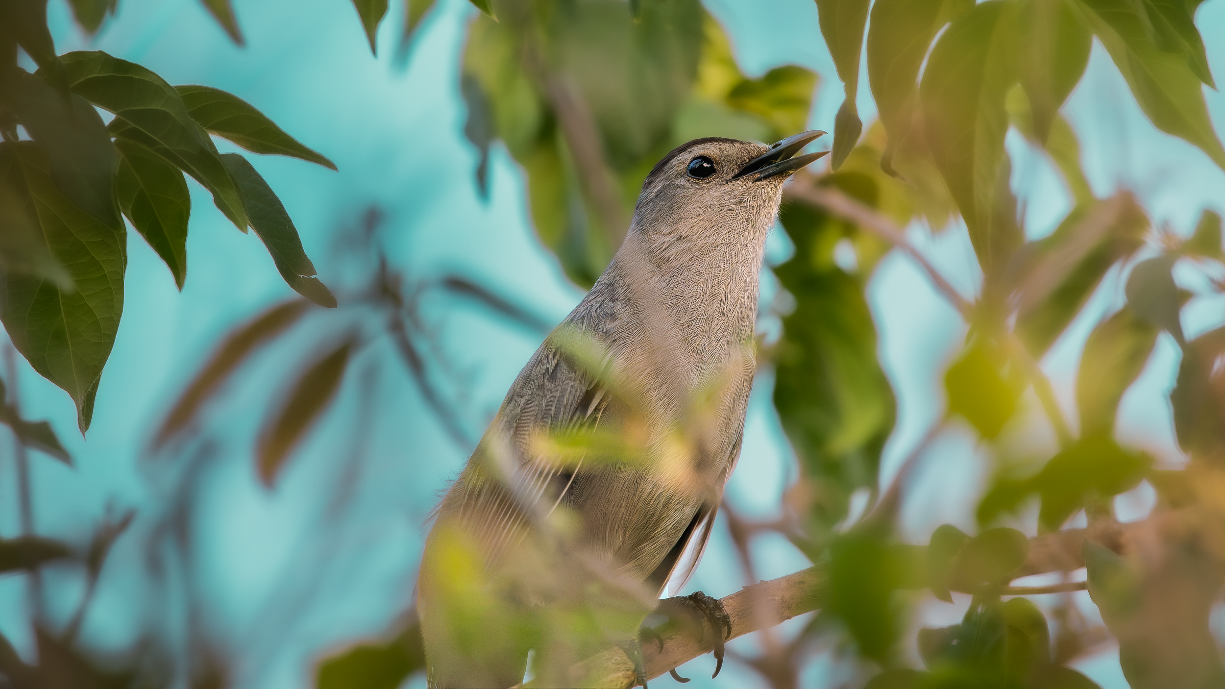 looking bird.png