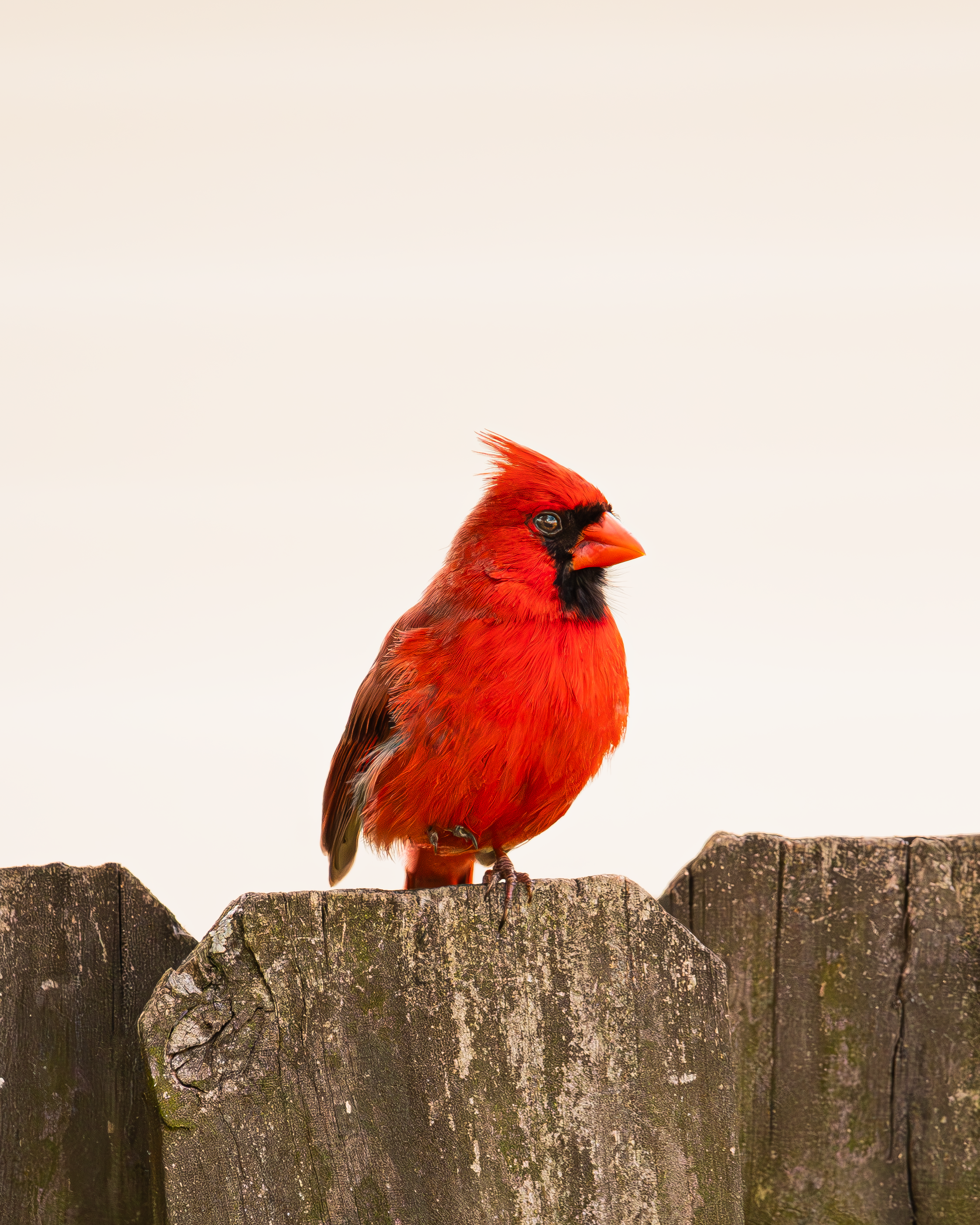 cardinal good.png