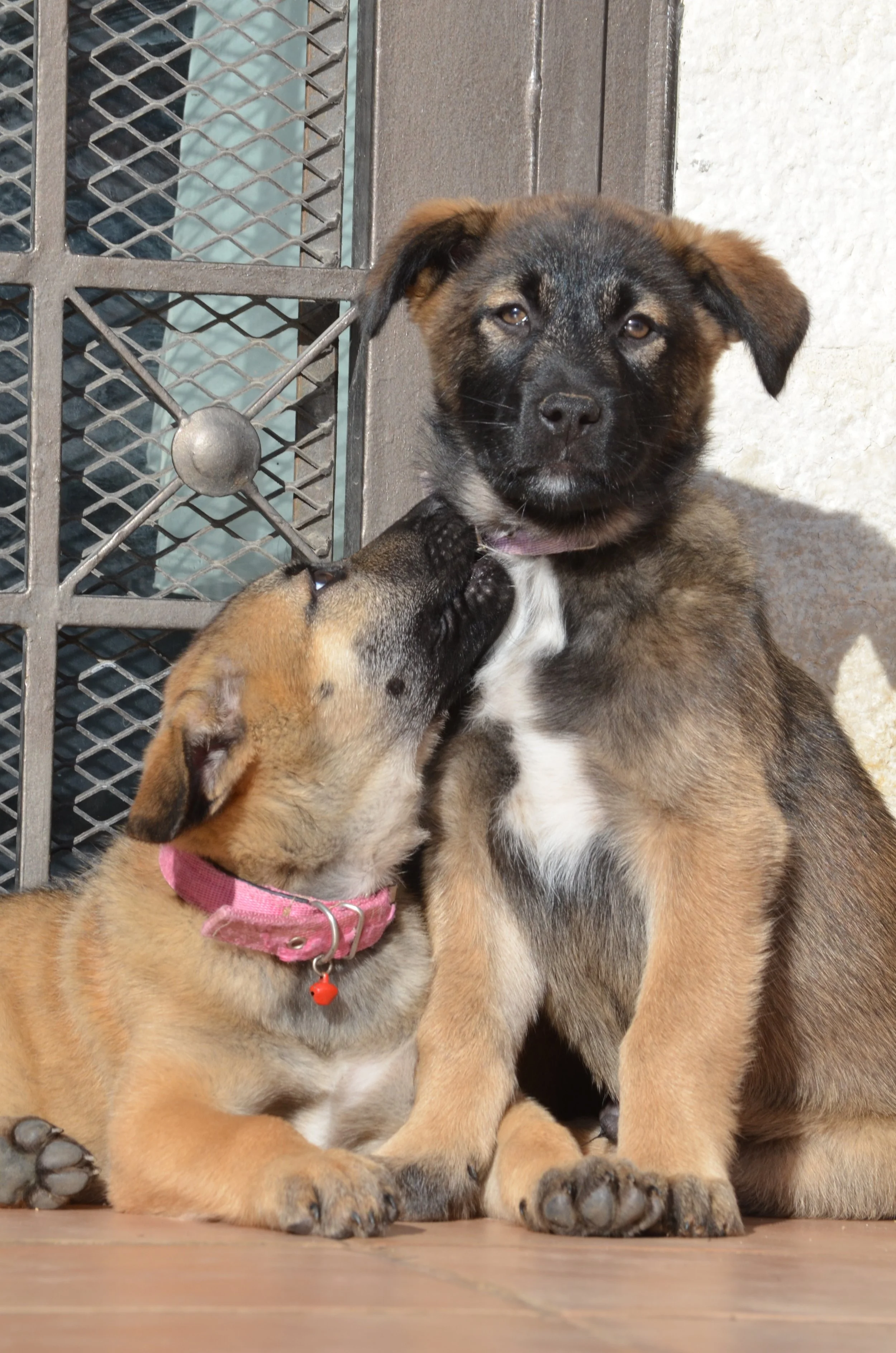 AdoptionPuppiesAmman 12.jpeg