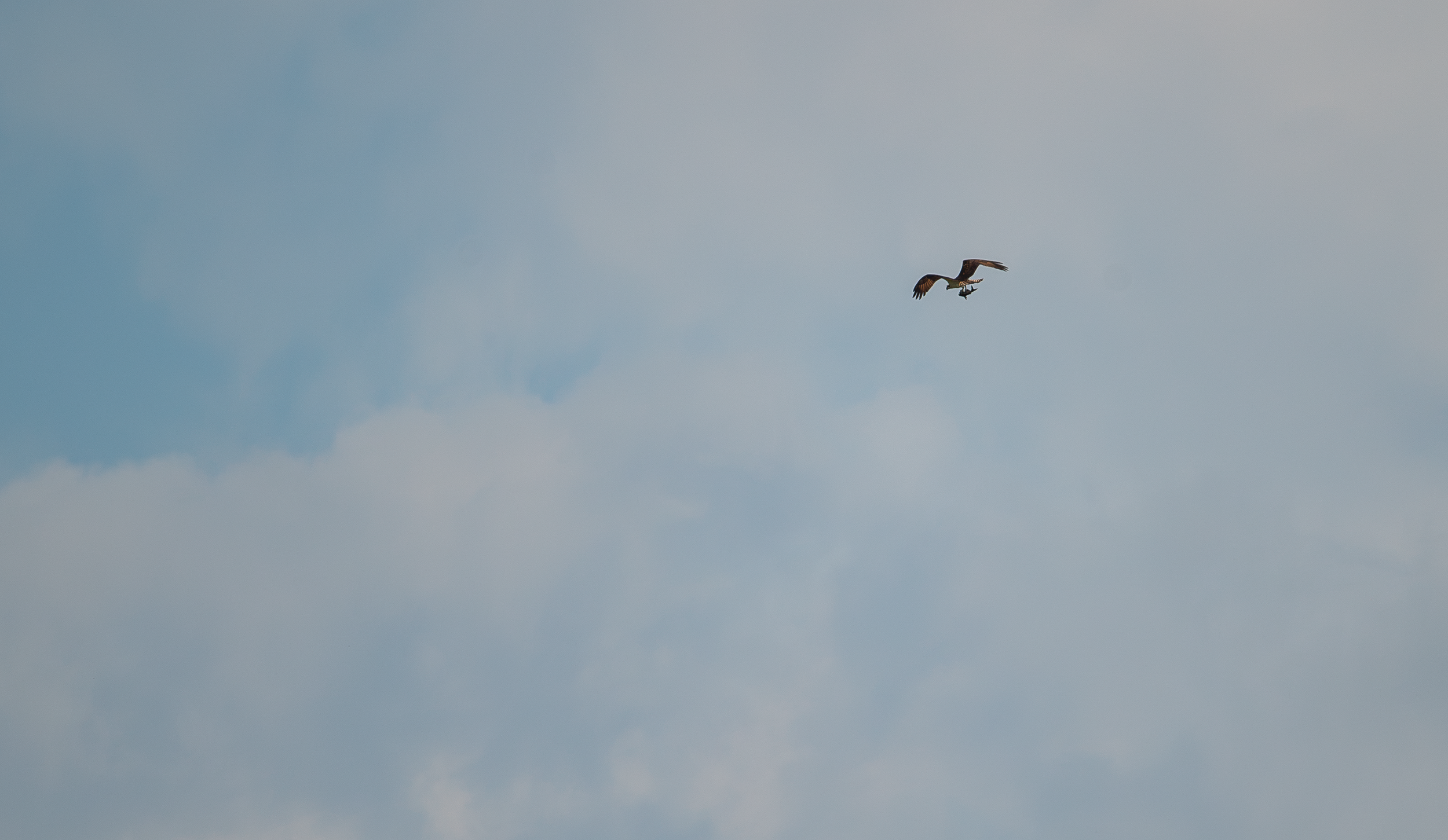 Hawk with a Fish.png